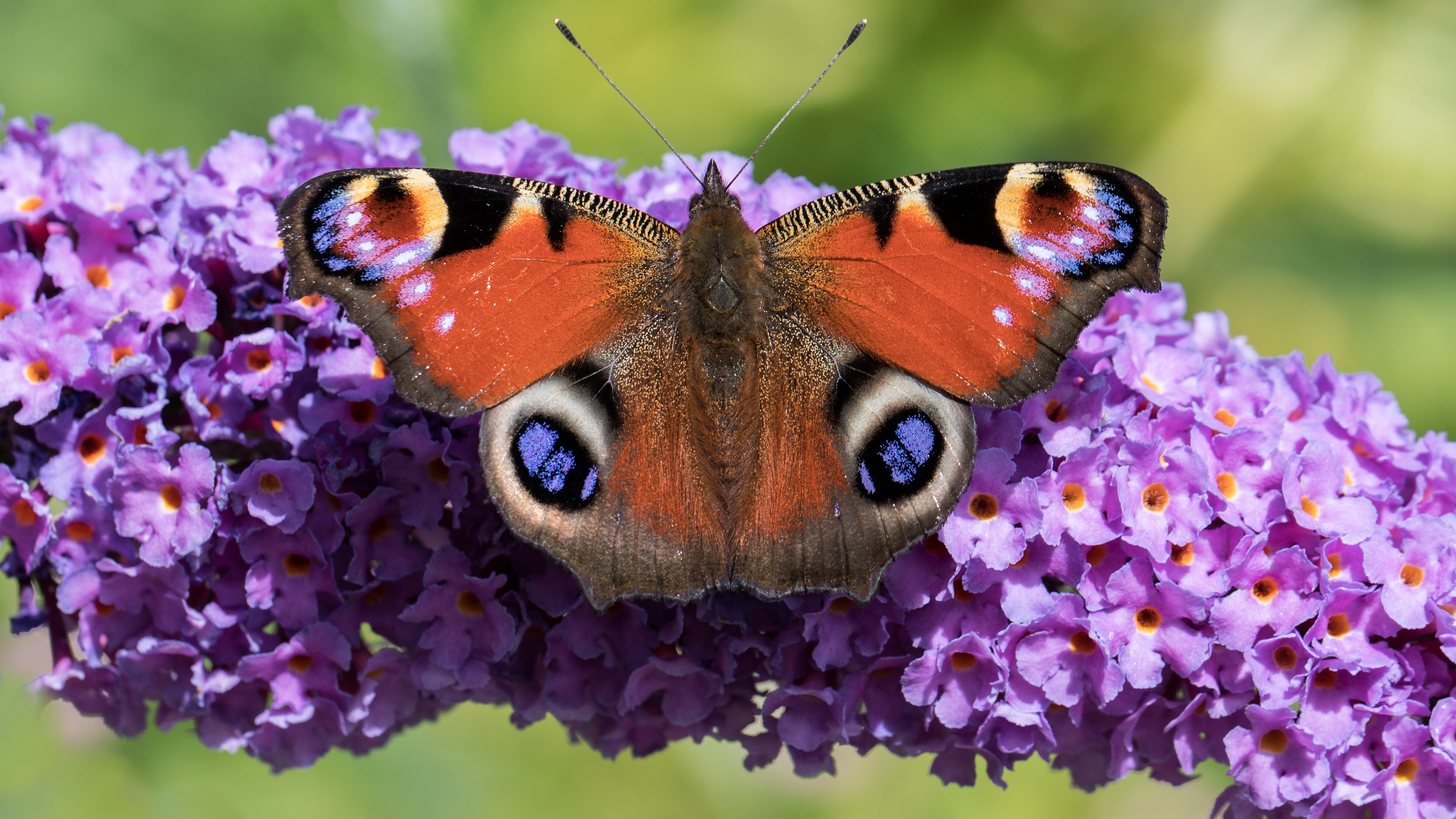 無料モバイル壁紙動物, 蝶, 花, 大きいをダウンロードします。