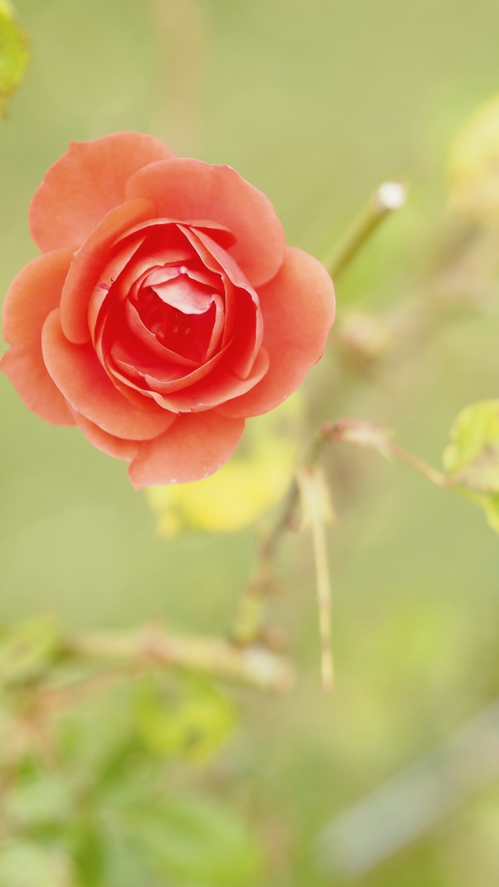 Скачати мобільні шпалери Природа, Квітка, Роза, Земля, Квітка Персика, Флауерзи безкоштовно.