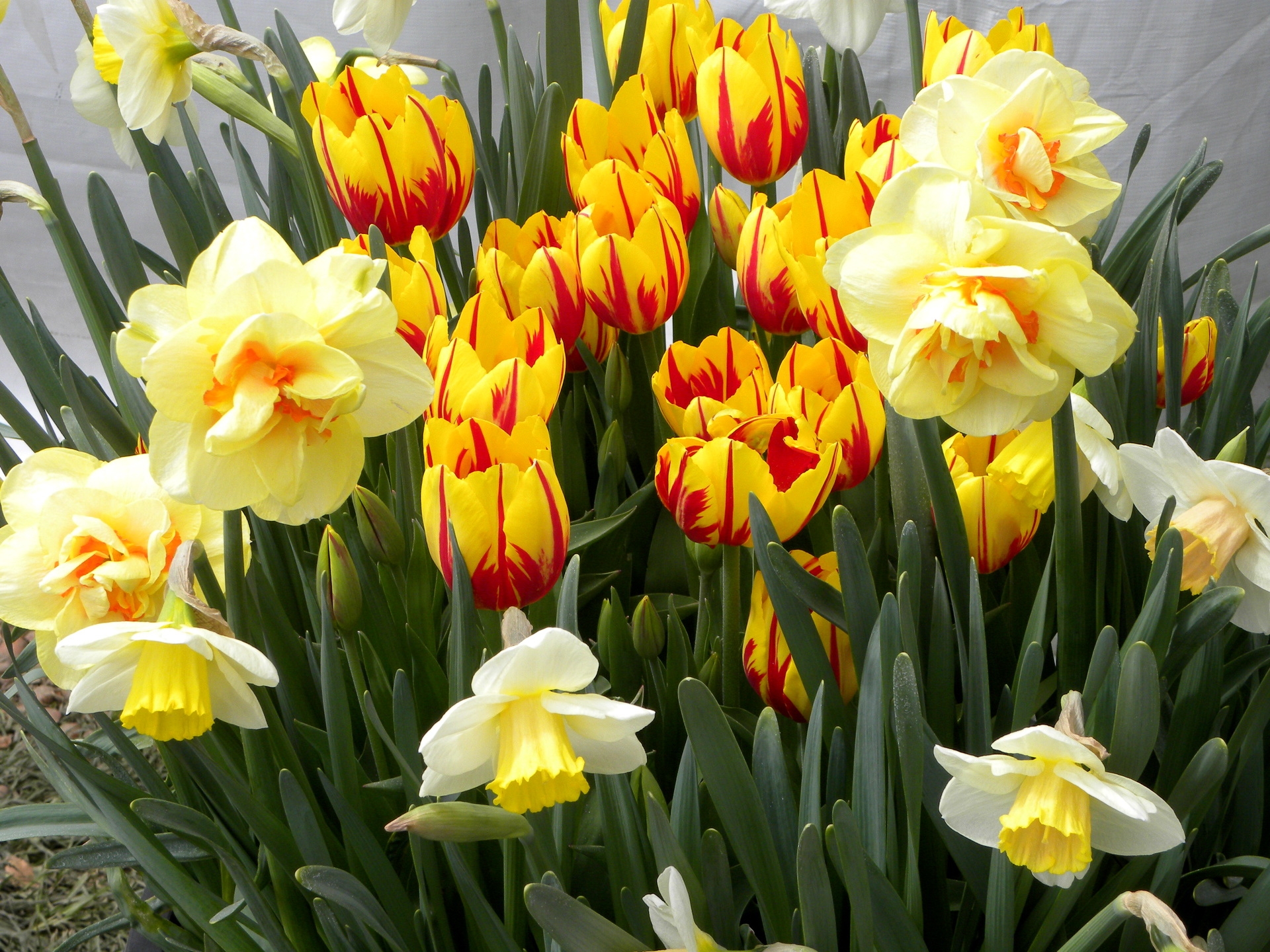 51791 descargar fondo de pantalla flores, tulipanes, narcisos, cama de flores, parterre, primavera: protectores de pantalla e imágenes gratis