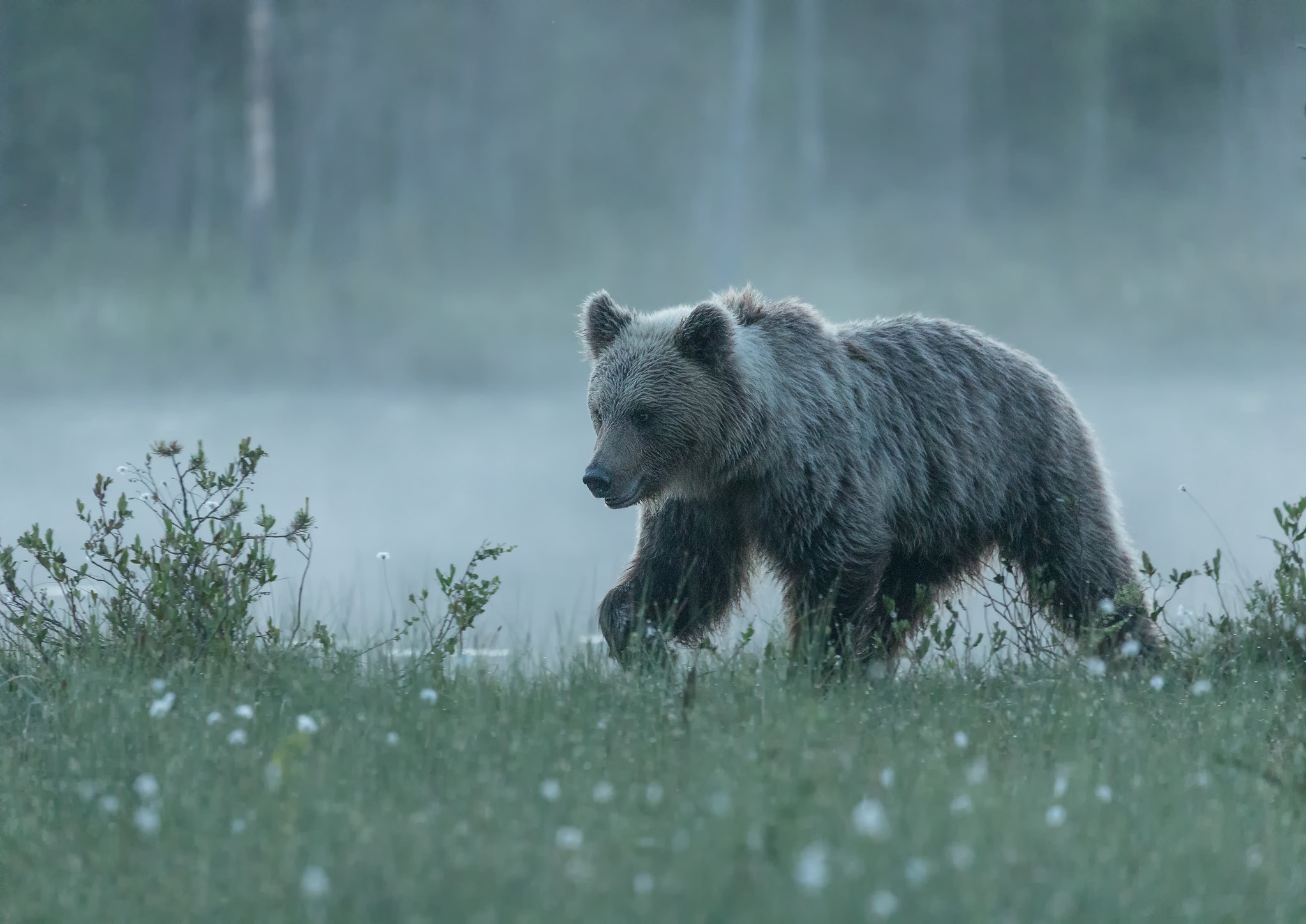 Скачать обои бесплатно Животные, Медведи, Туман, Медведь картинка на рабочий стол ПК