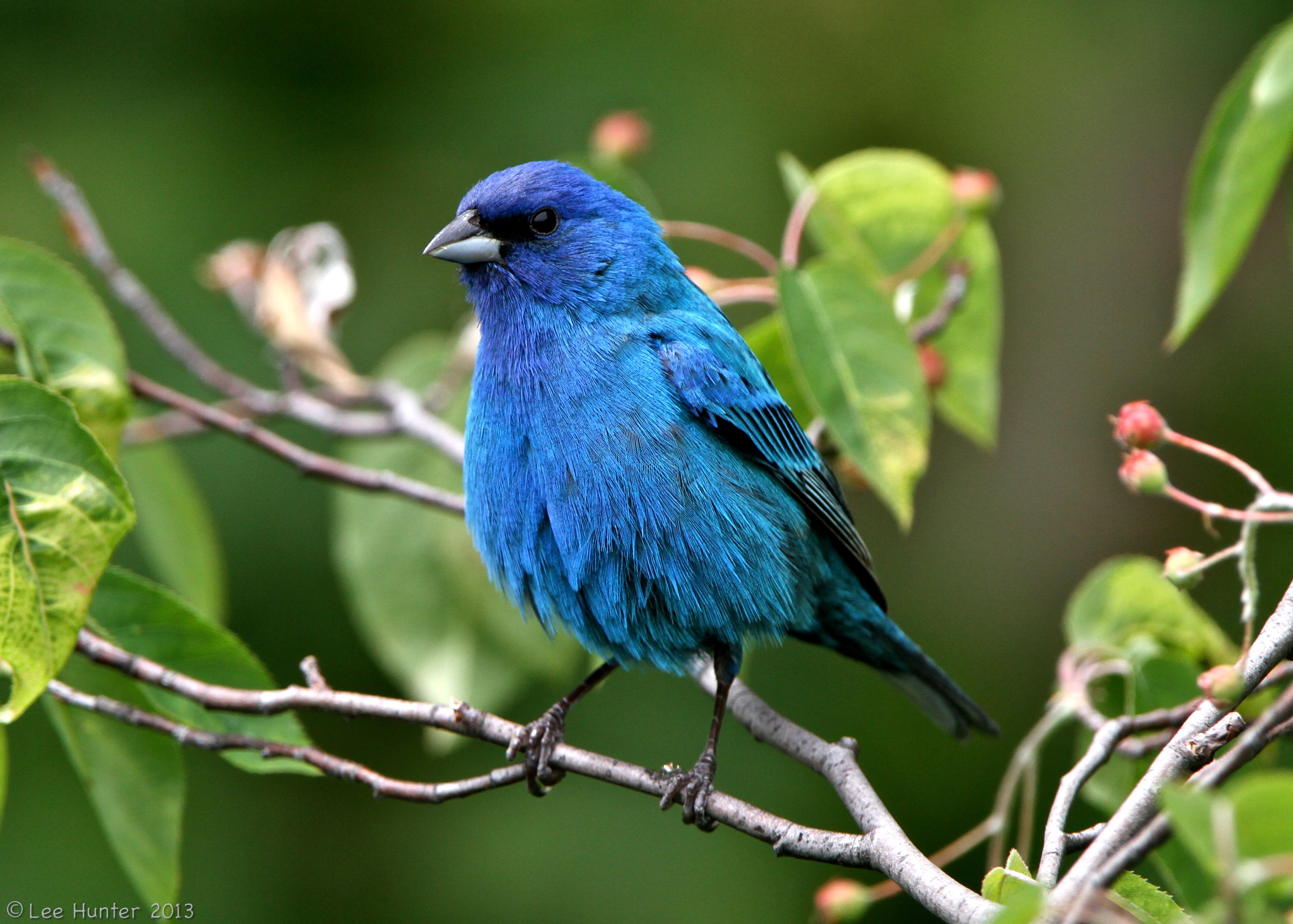 390341 descargar fondo de pantalla animales, escribano índigo, ave, azul, rama, aves: protectores de pantalla e imágenes gratis