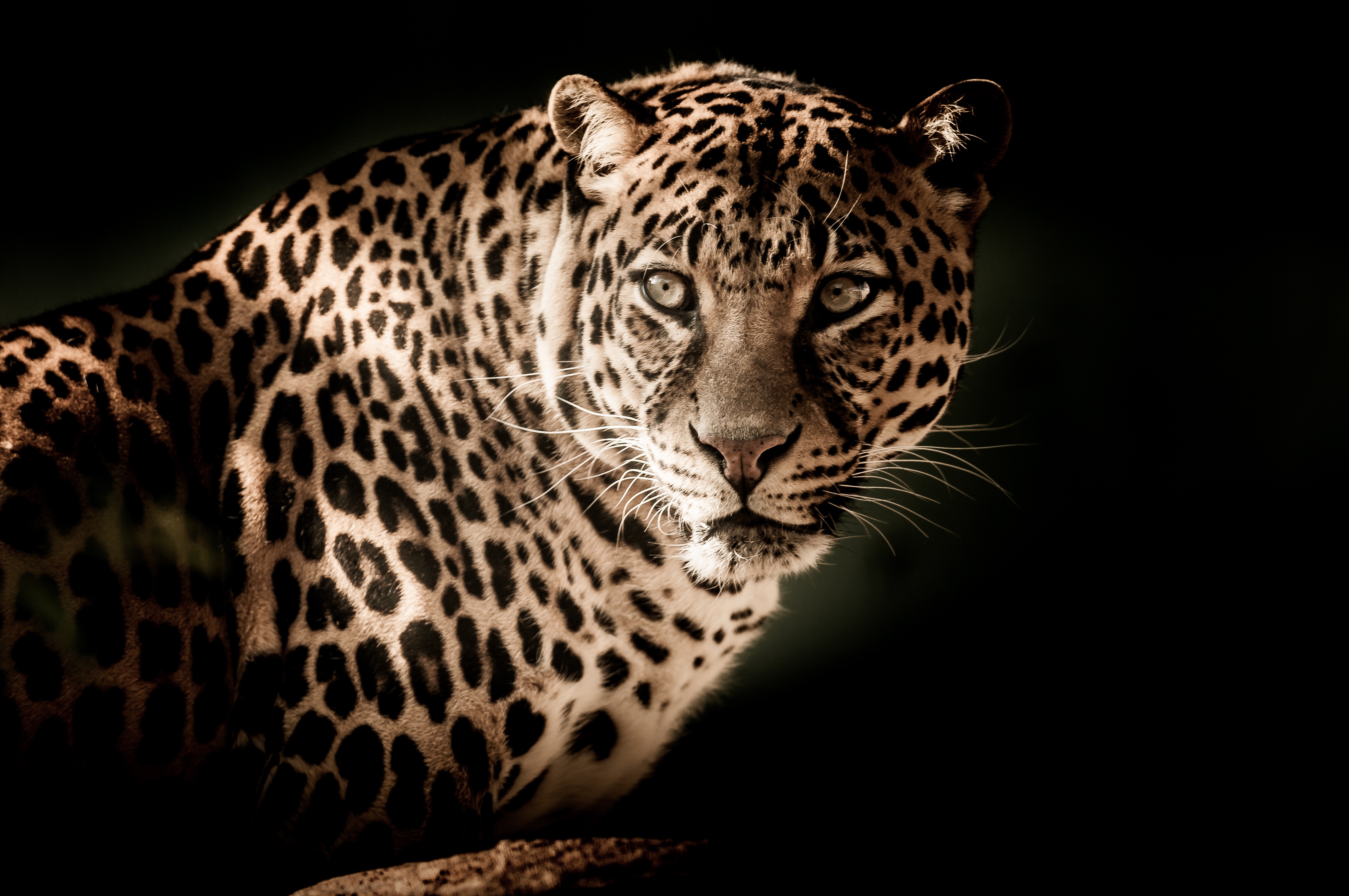 Handy-Wallpaper Leopard, Sicht, Predator, Meinung, Schnauze, Raubtier, Tiere kostenlos herunterladen.