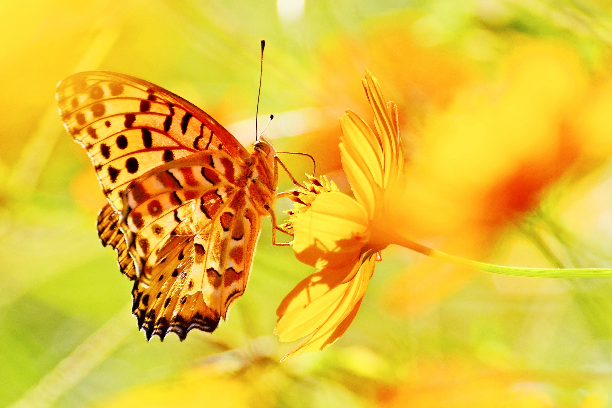 Download mobile wallpaper Flower, Butterfly, Animal, Yellow Flower for free.