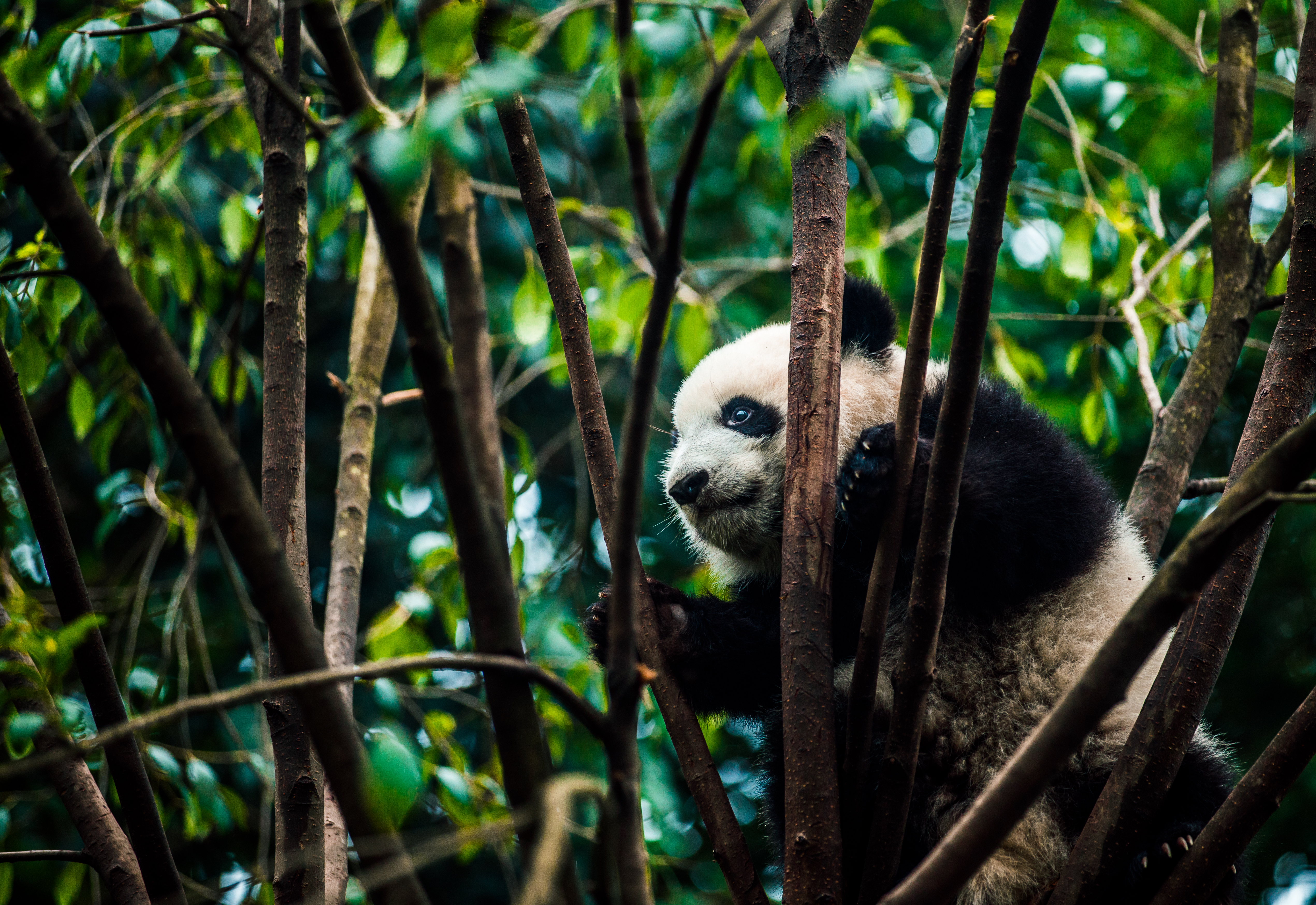 Laden Sie das Geäst, Zweige, Bambus, Tiere, Bär, Panda-Bild kostenlos auf Ihren PC-Desktop herunter