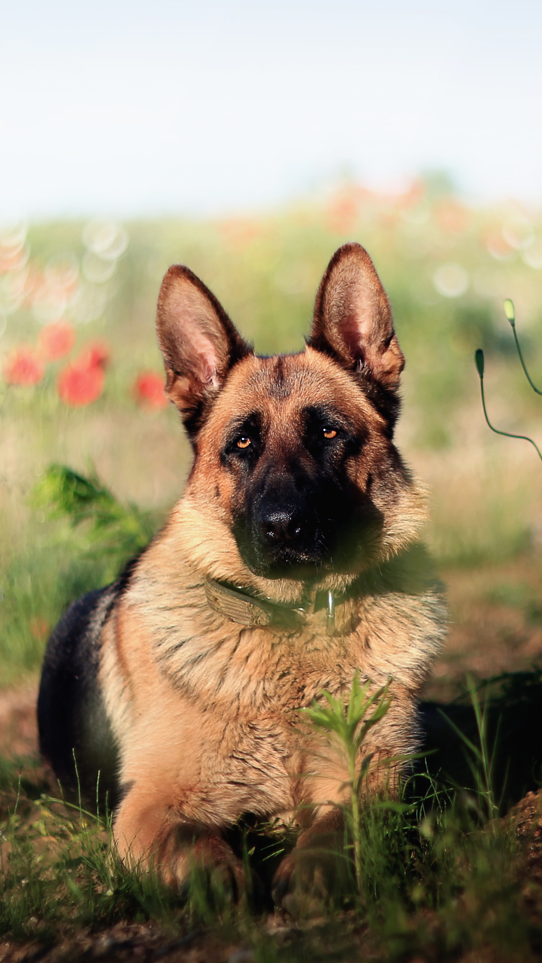 Download mobile wallpaper Dogs, Flower, Dog, Animal, Bokeh, Poppy, German Shepherd for free.