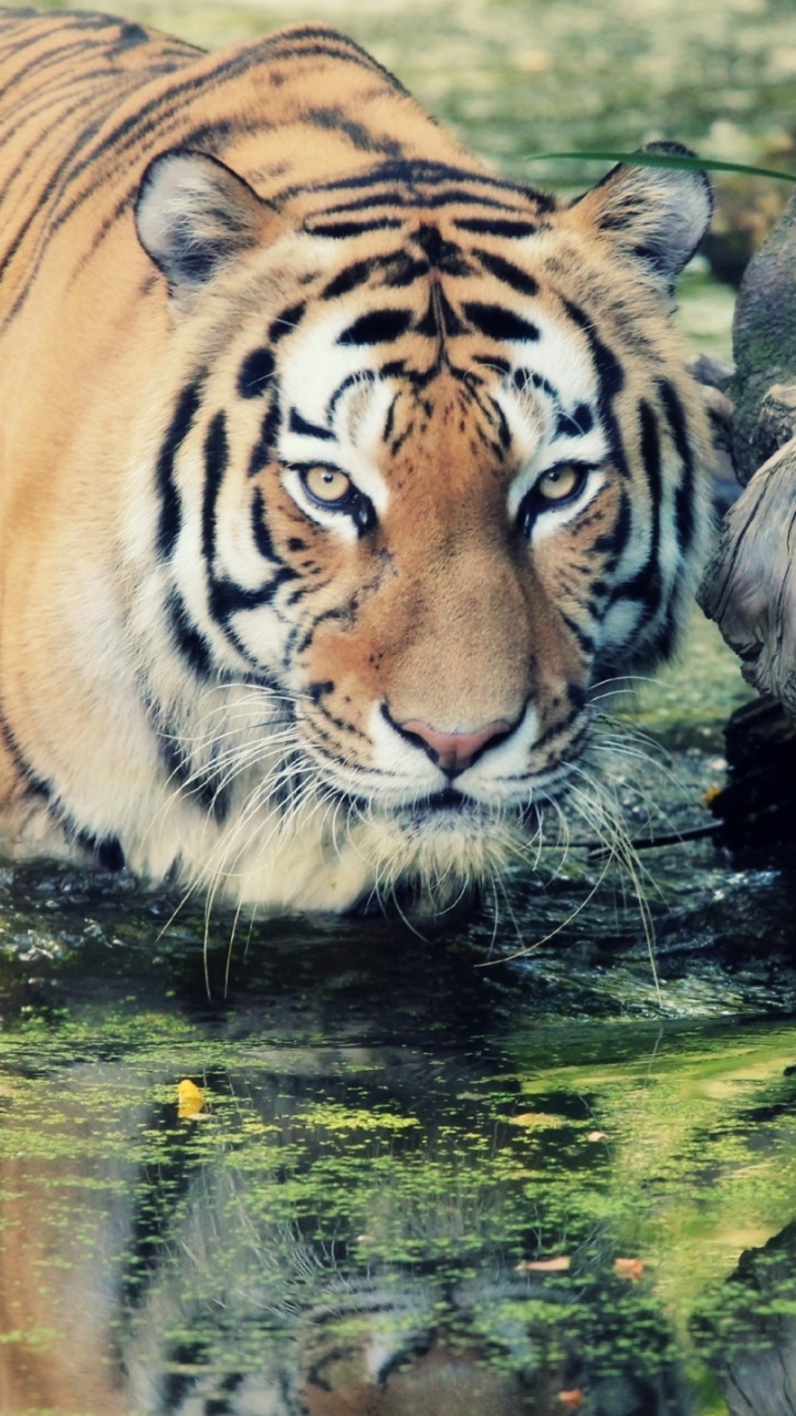 Descarga gratuita de fondo de pantalla para móvil de Animales, Gatos, Tigre.