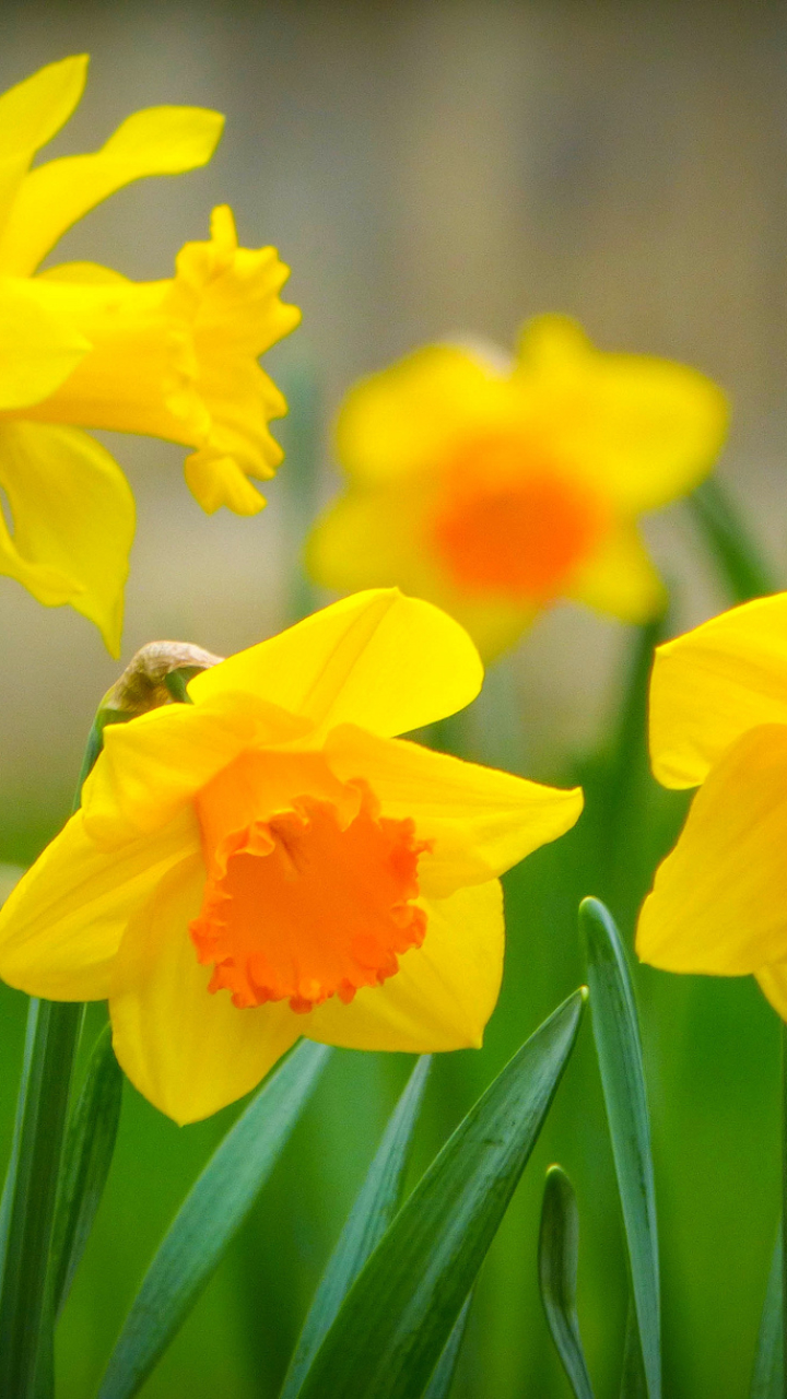 Download mobile wallpaper Nature, Flowers, Grass, Flower, Macro, Earth, Spring, Petal, Yellow Flower, Daffodil for free.
