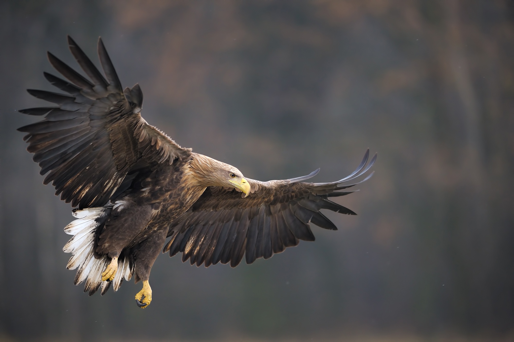 Download mobile wallpaper Birds, Bird, Animal, Eagle, Bird Of Prey for free.