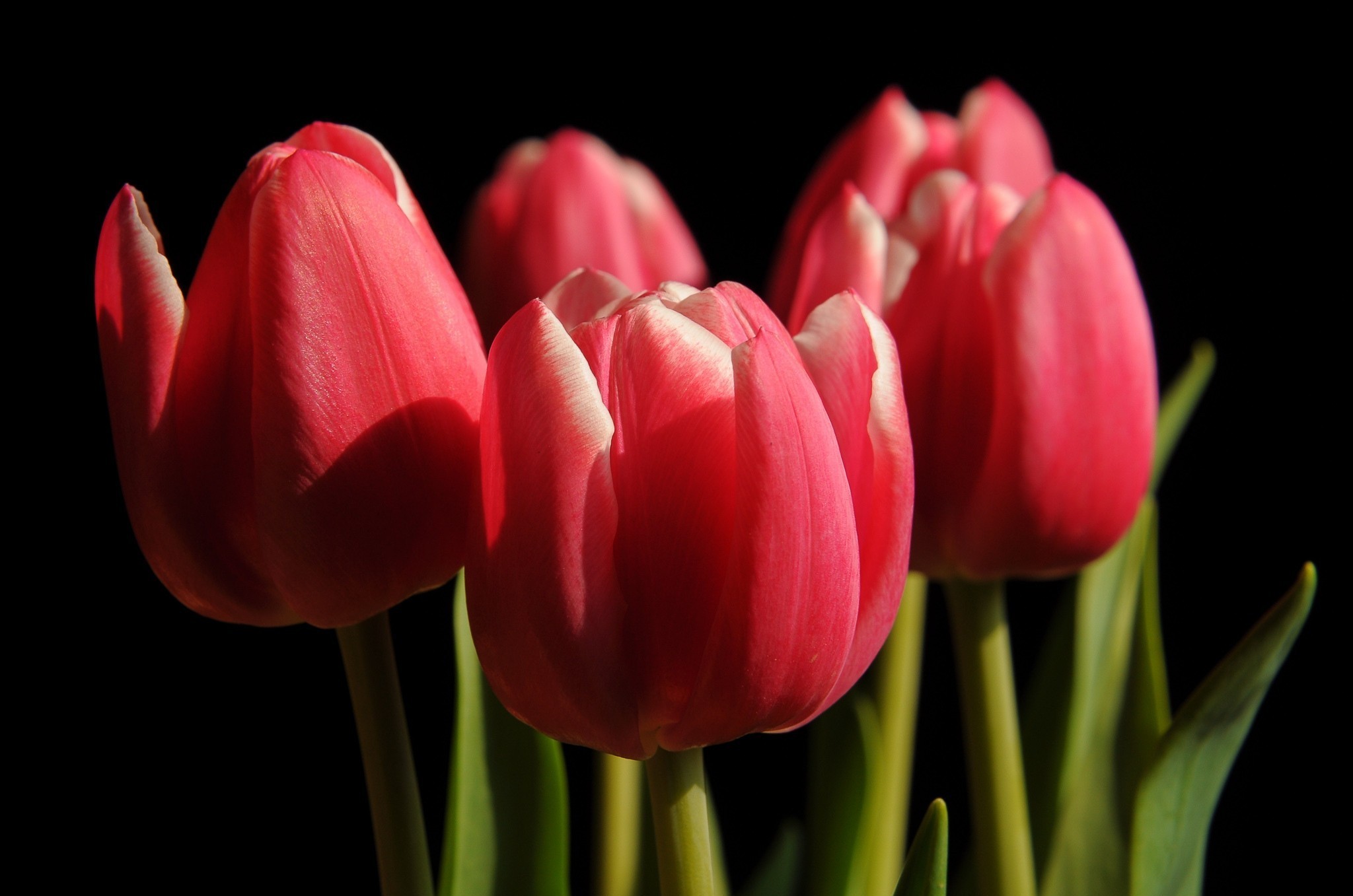 Free download wallpaper Tulip, Flowers, Flower, Earth on your PC desktop