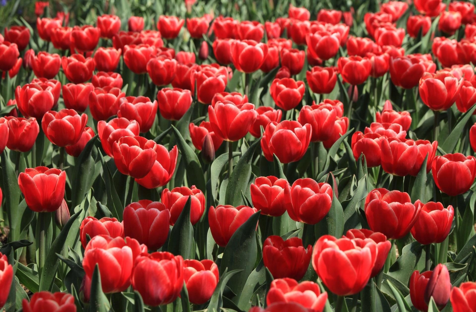 82863 baixar papel de parede flores, tulipas, canteiro de flores, dissolvido, solto, primavera - protetores de tela e imagens gratuitamente