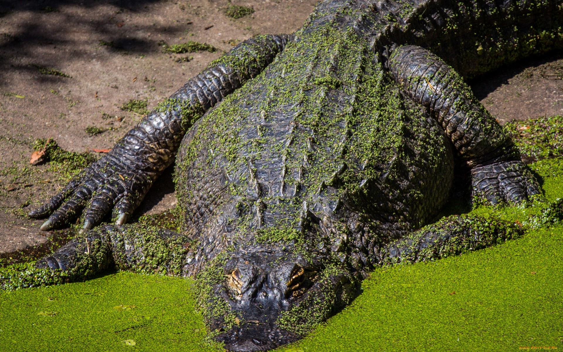 Téléchargez des papiers peints mobile Crocodile, Reptiles, Animaux gratuitement.