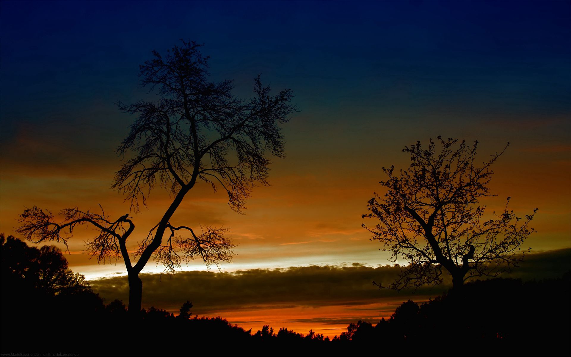 nature, trees, sunset, sky, twilight, clouds, orange, branches, branch, dusk, height, outlines, evening, bends