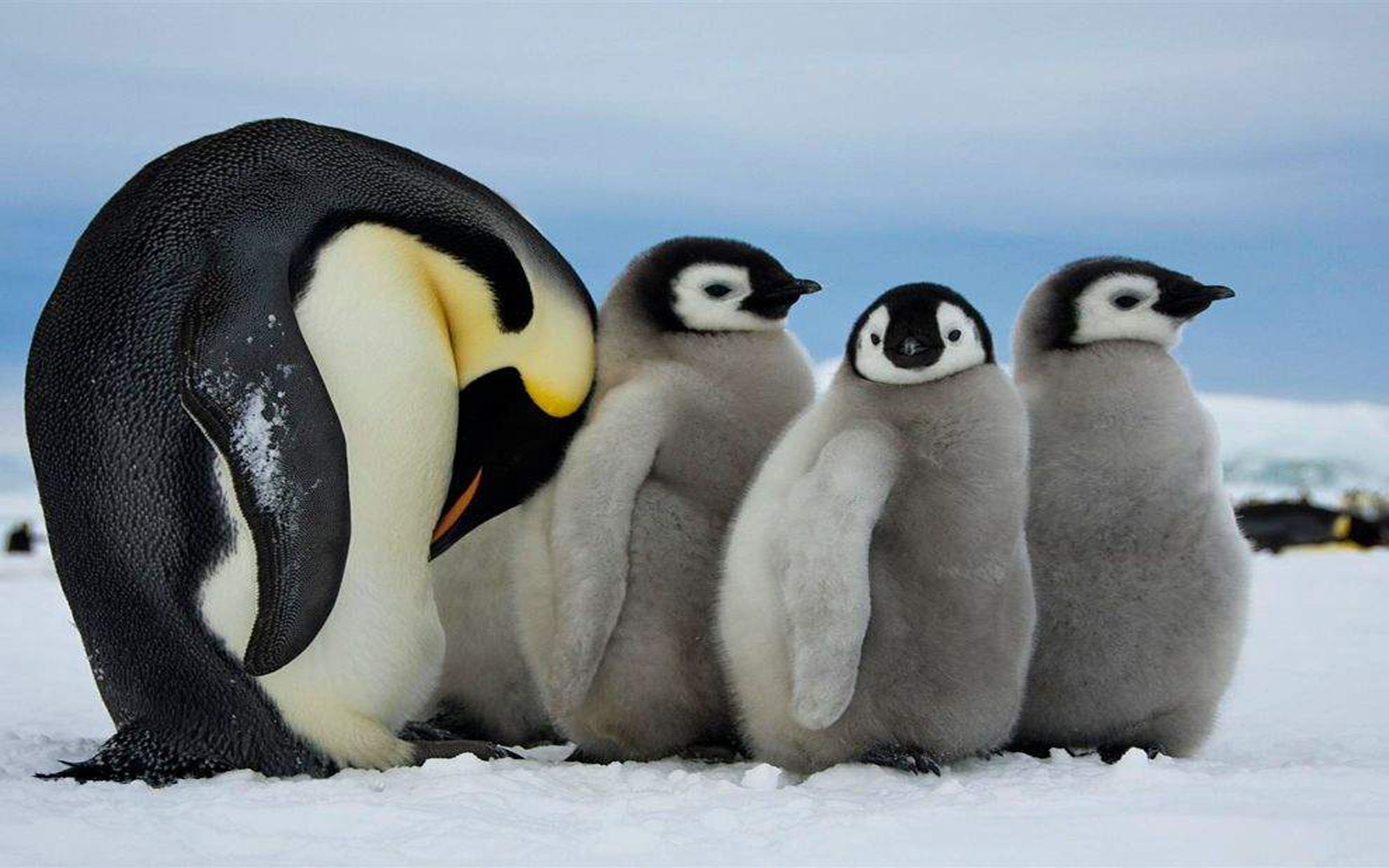 Download mobile wallpaper Animal, Penguin, Chick, Baby Animal, Emperor Penguin for free.