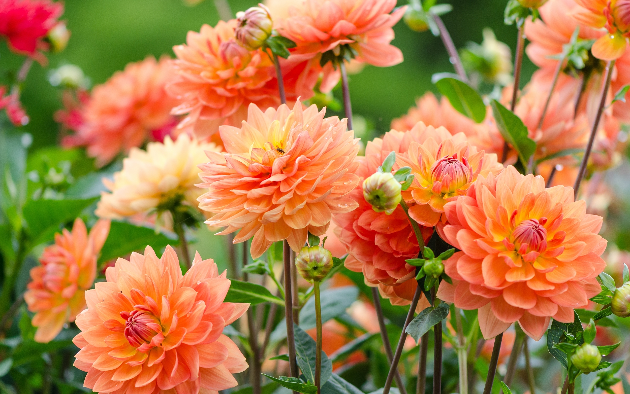 Téléchargez gratuitement l'image Fleurs, Fleur, Dahlia, La Nature, Terre/nature, Fleur D'oranger sur le bureau de votre PC