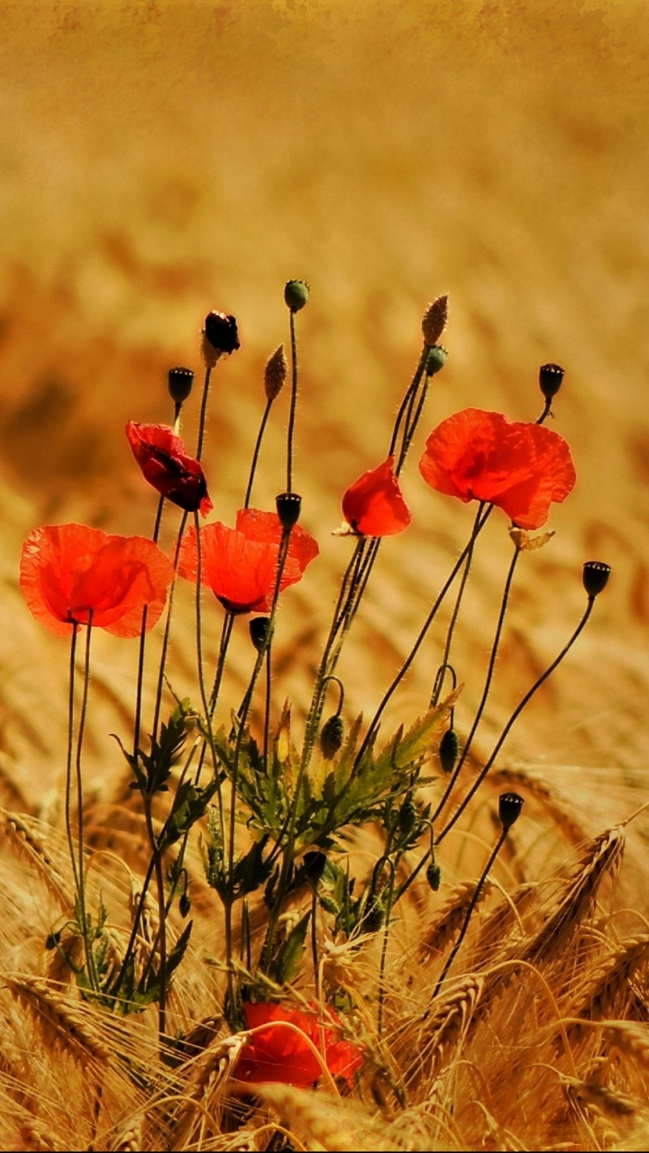 Download mobile wallpaper Poppy, Flowers, Earth for free.