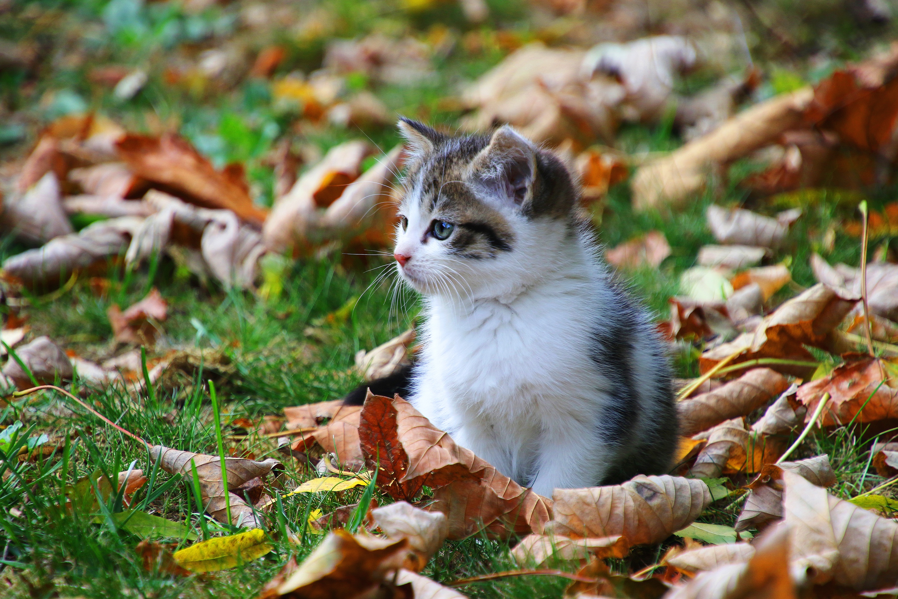 Скачать обои бесплатно Животные, Котенок, Кошка, Кошки, Детеныш Животного картинка на рабочий стол ПК