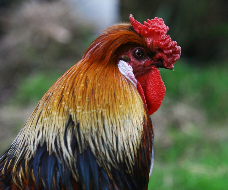 Download mobile wallpaper Birds, Animal, Rooster for free.
