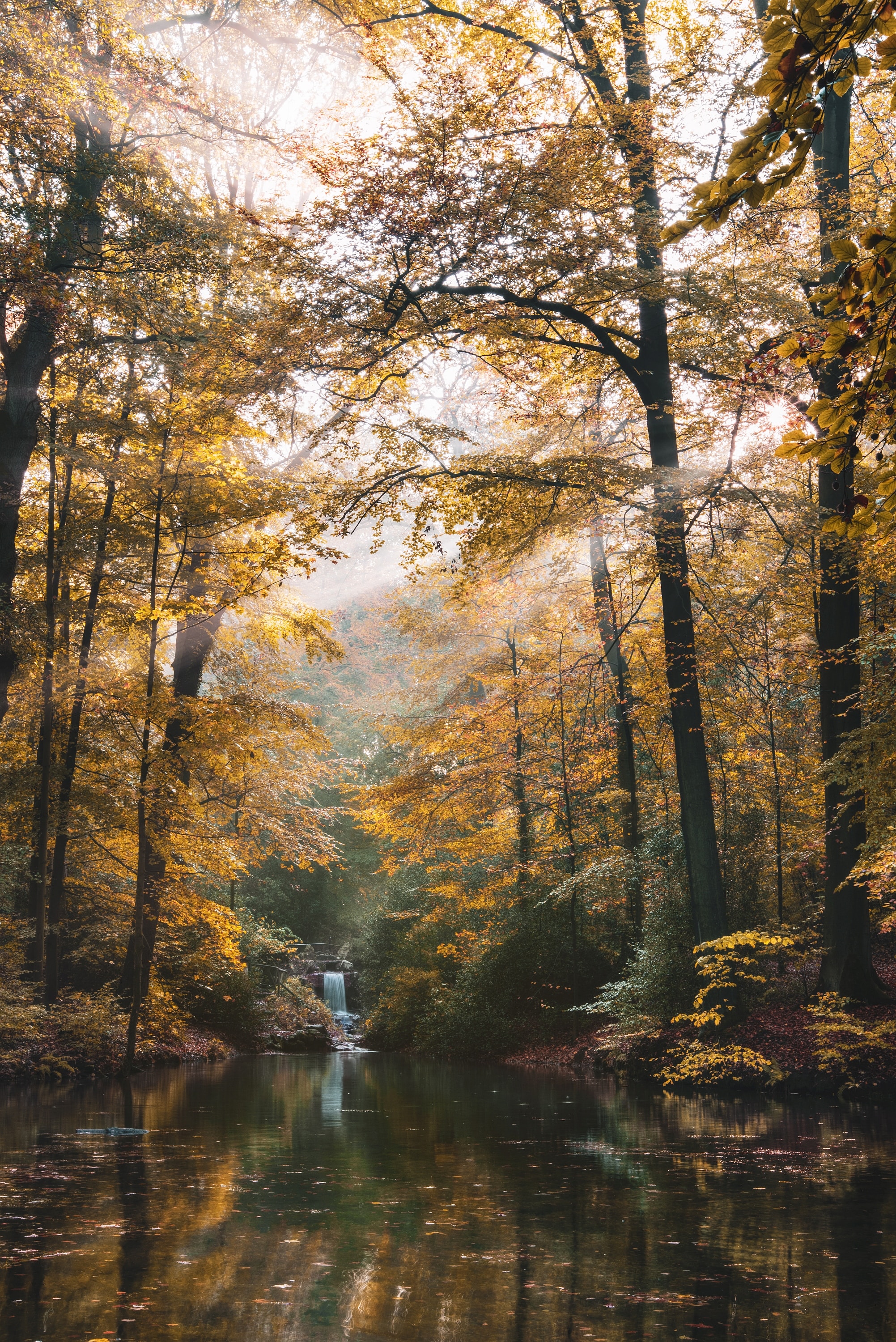PCデスクトップに自然, 木, 森, 森林, 川, 秋, 風景画像を無料でダウンロード