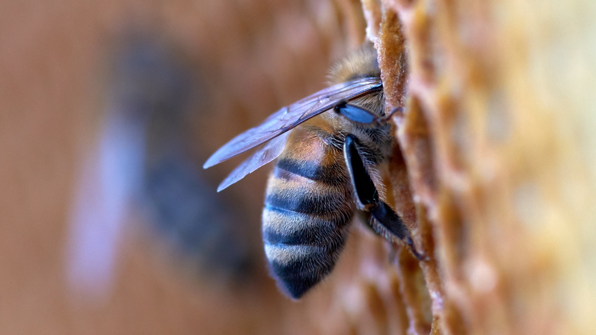 Laden Sie das Tiere, Insekten, Insekt, Biene-Bild kostenlos auf Ihren PC-Desktop herunter