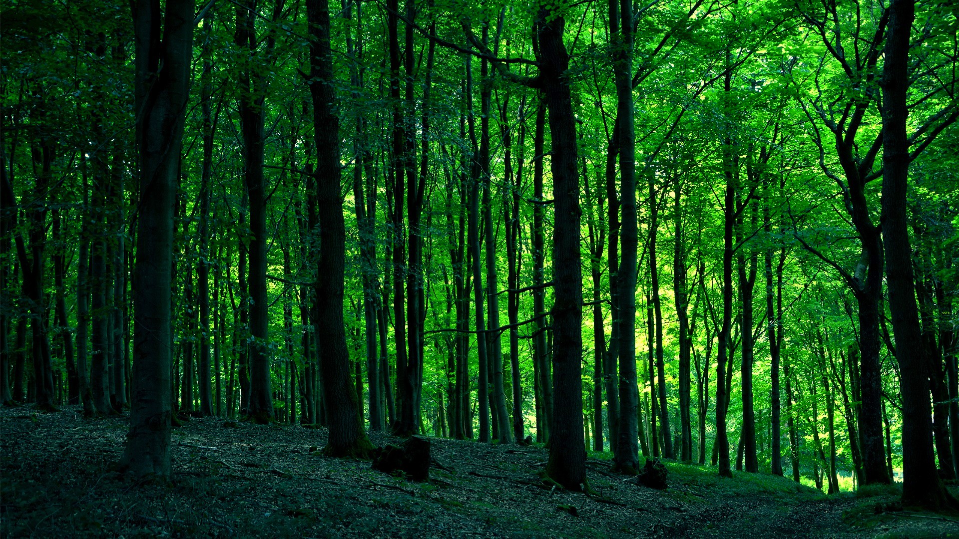 Скачать обои бесплатно Лес, Зелень, Земля/природа картинка на рабочий стол ПК