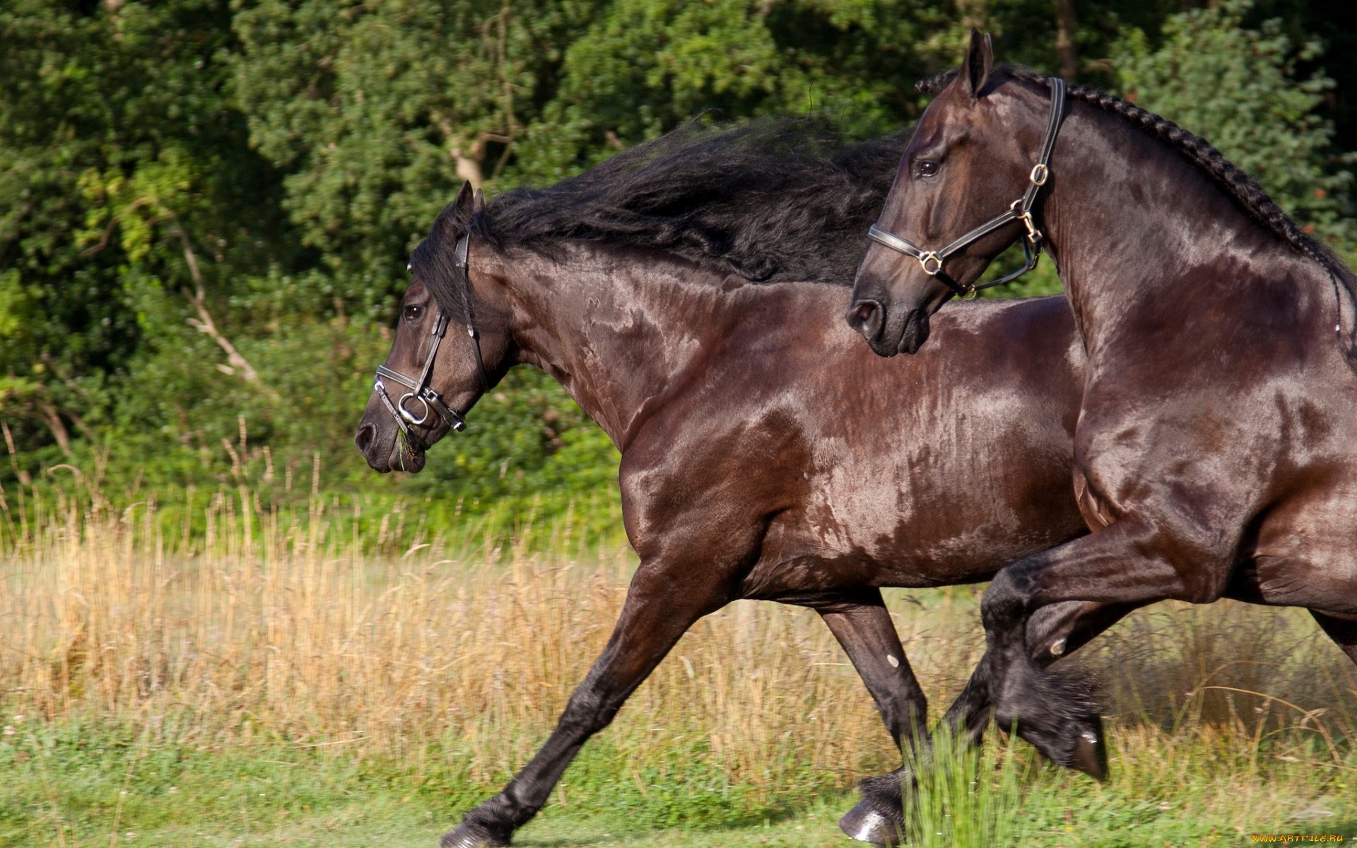 Descarga gratuita de fondo de pantalla para móvil de Animales, Caballo.