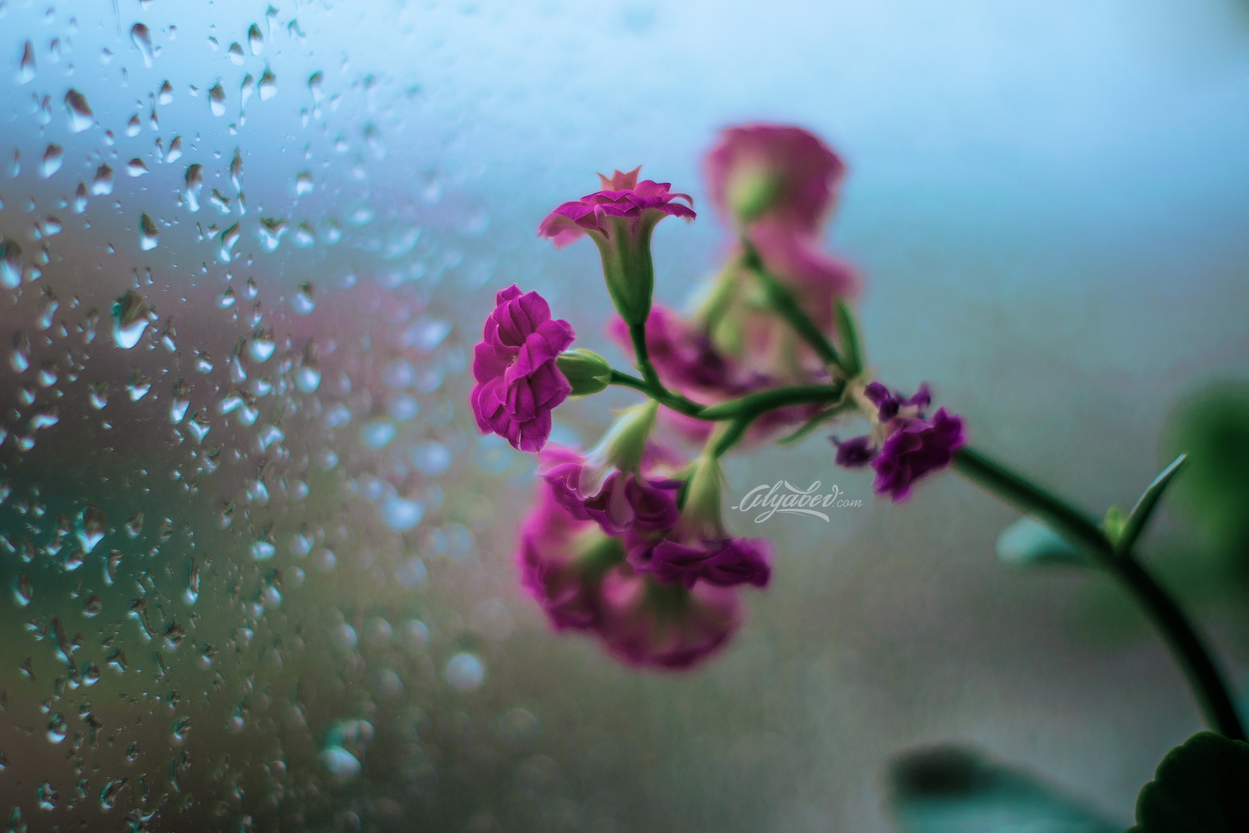 Скачать обои бесплатно Дождь, Цветок, Земля/природа, Флауэрсы картинка на рабочий стол ПК