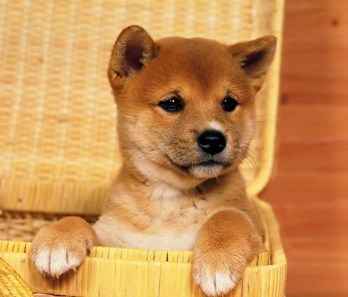Download mobile wallpaper Dogs, Dog, Animal, Puppy, Shiba Inu for free.
