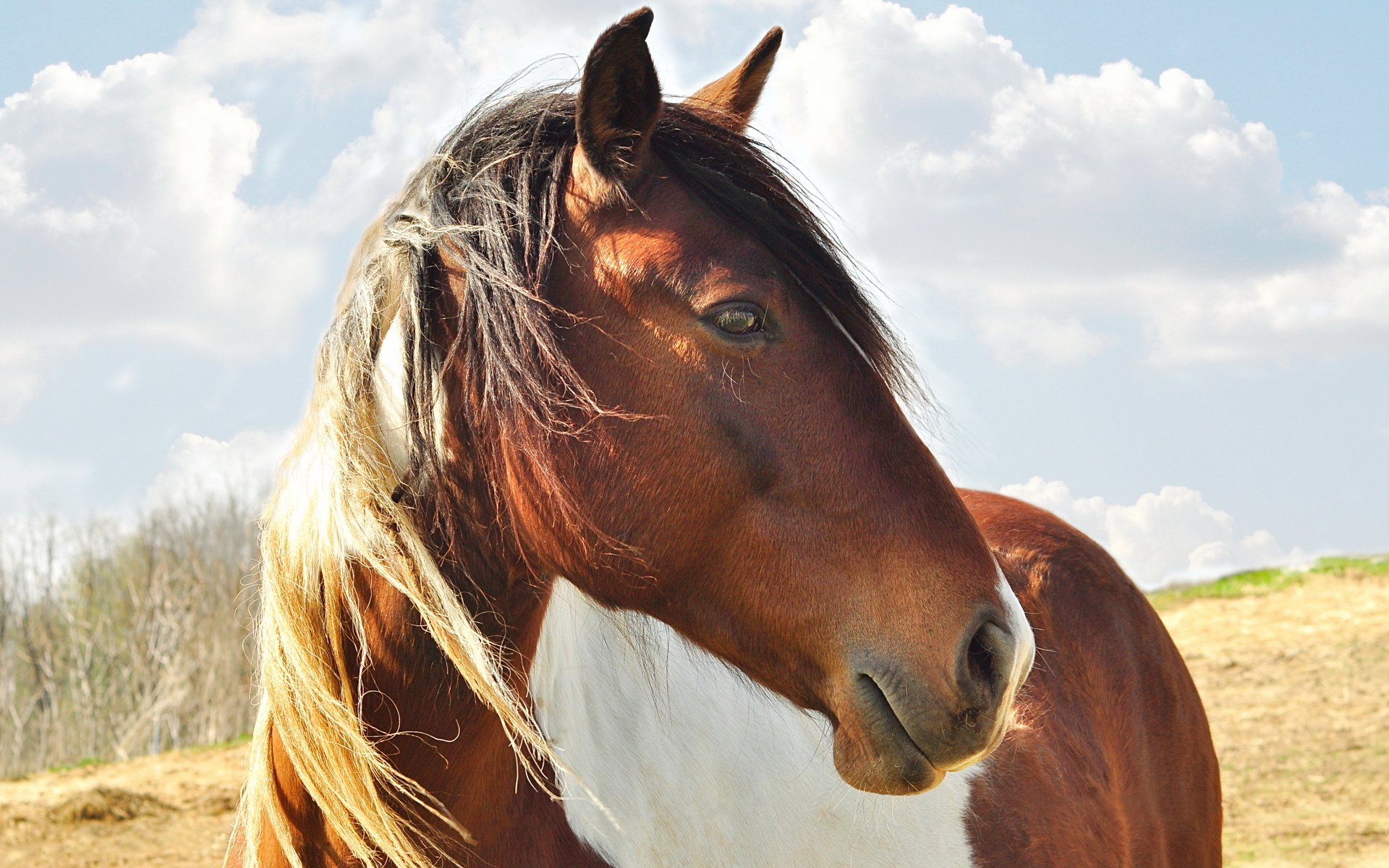 Handy-Wallpaper Tiere, Hauspferd kostenlos herunterladen.