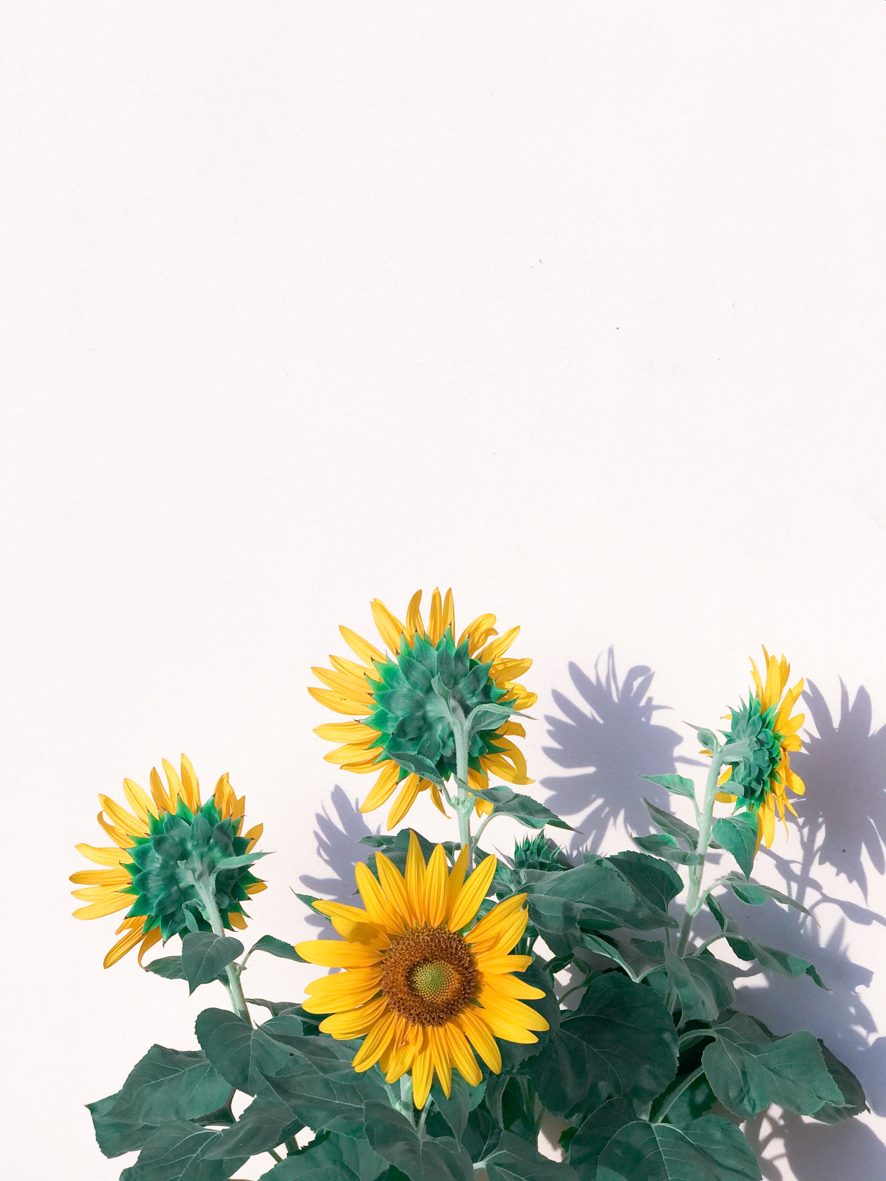 Скачать обои бесплатно Желтый, Растение, Цветы, Подсолнухи картинка на рабочий стол ПК