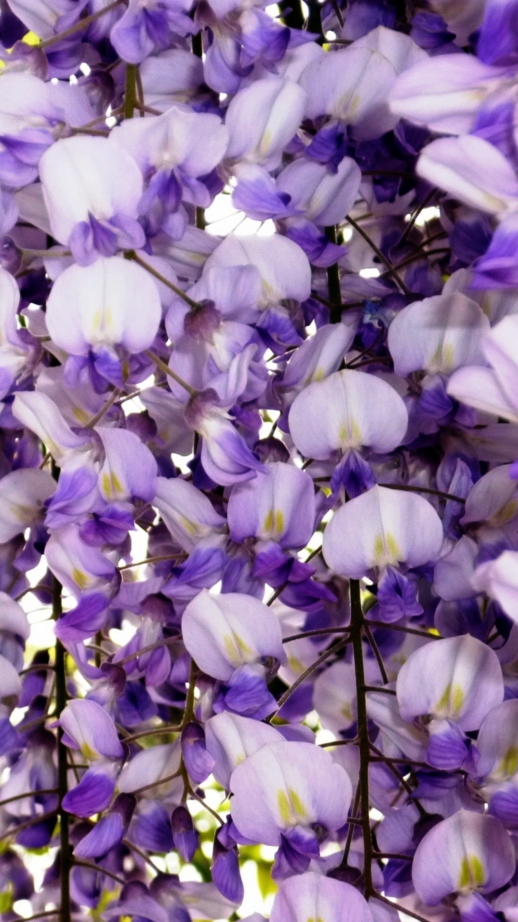 Descarga gratuita de fondo de pantalla para móvil de Flores, Enredadera, Flor, Flor Purpura, Tierra/naturaleza.