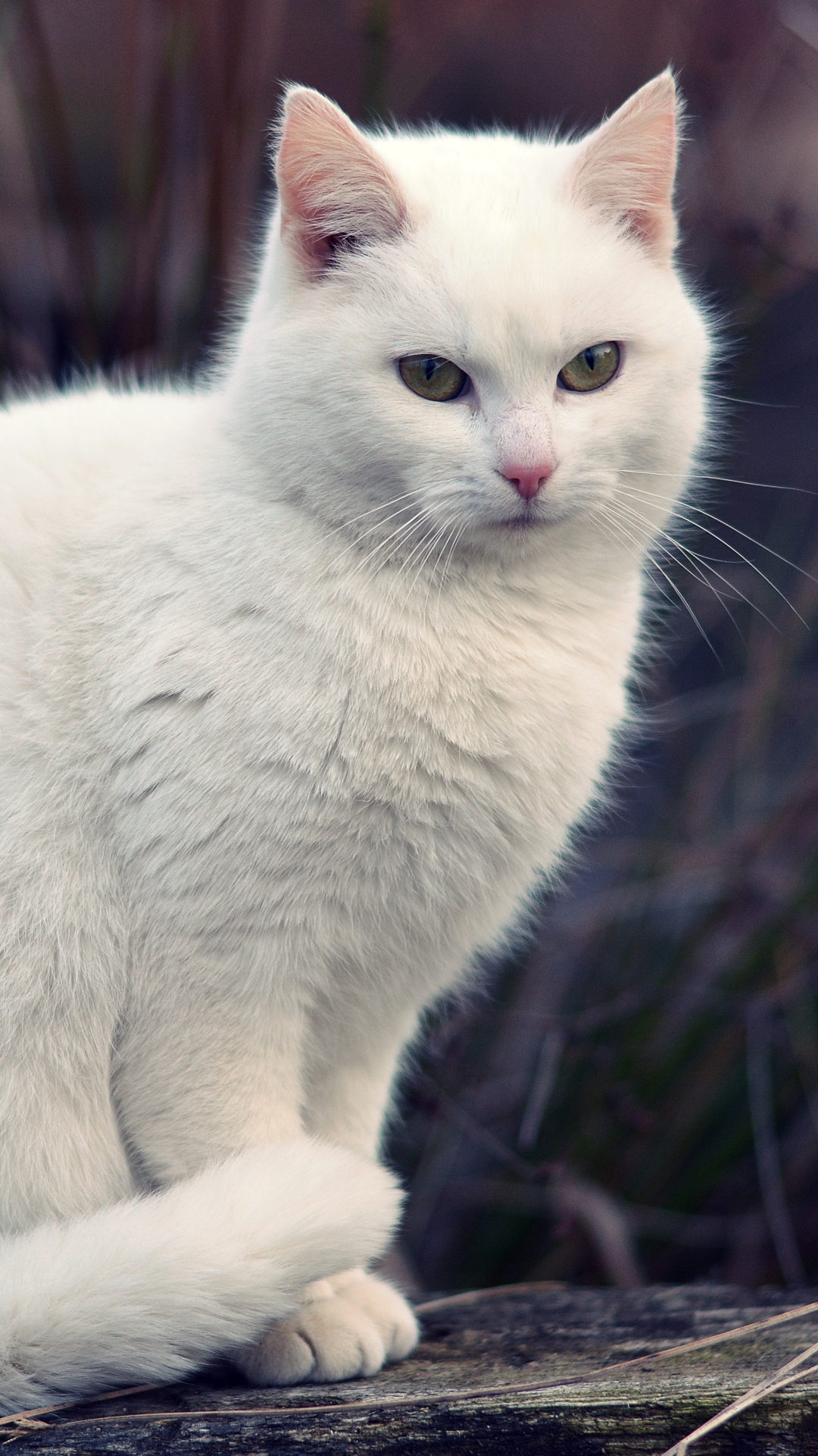 Download mobile wallpaper Cats, Cat, Animal for free.