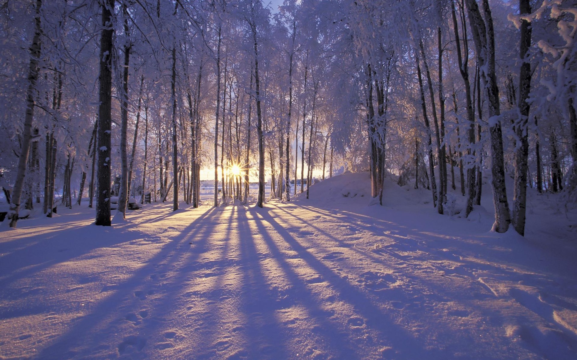 winter, landscape, snow, blue cellphone