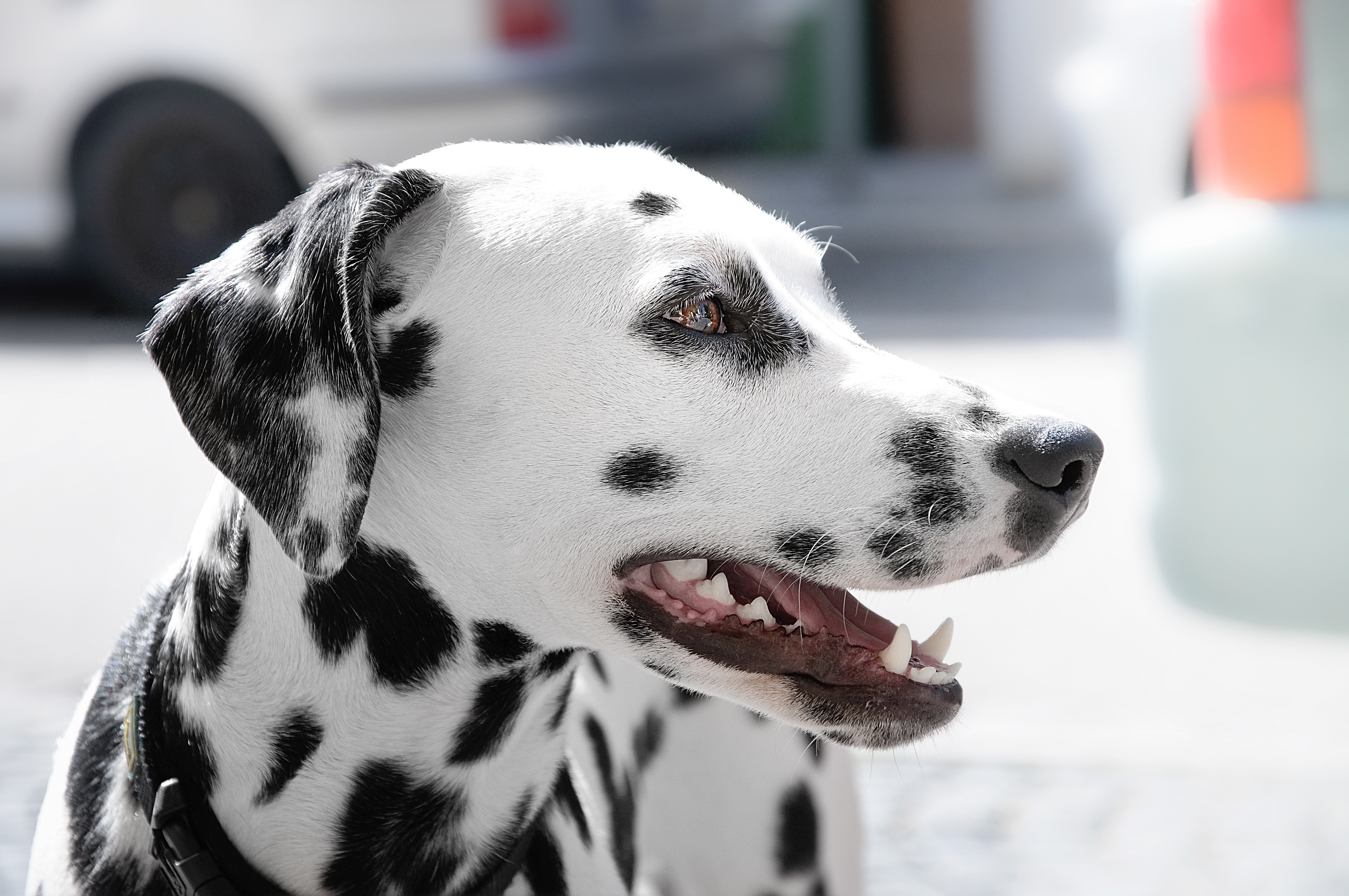 Handy-Wallpaper Tiere, Hunde, Hund, Dalmatiner kostenlos herunterladen.