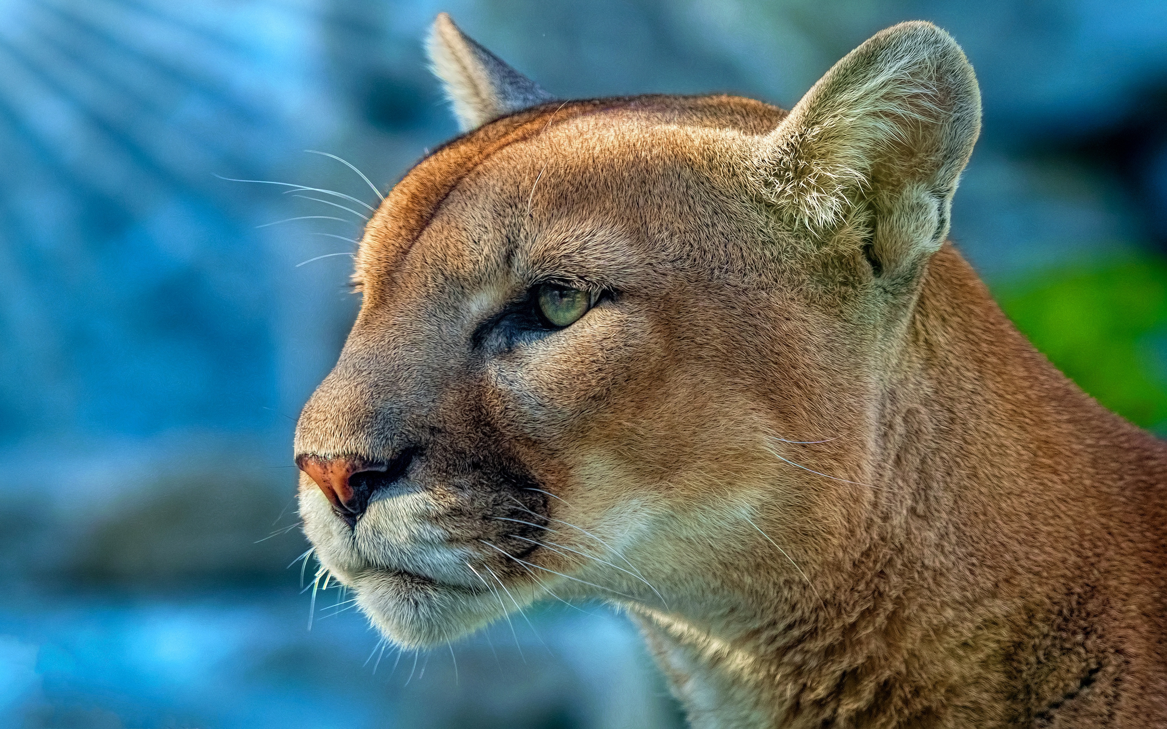 Descarga gratuita de fondo de pantalla para móvil de Animales, Gatos, Puma.