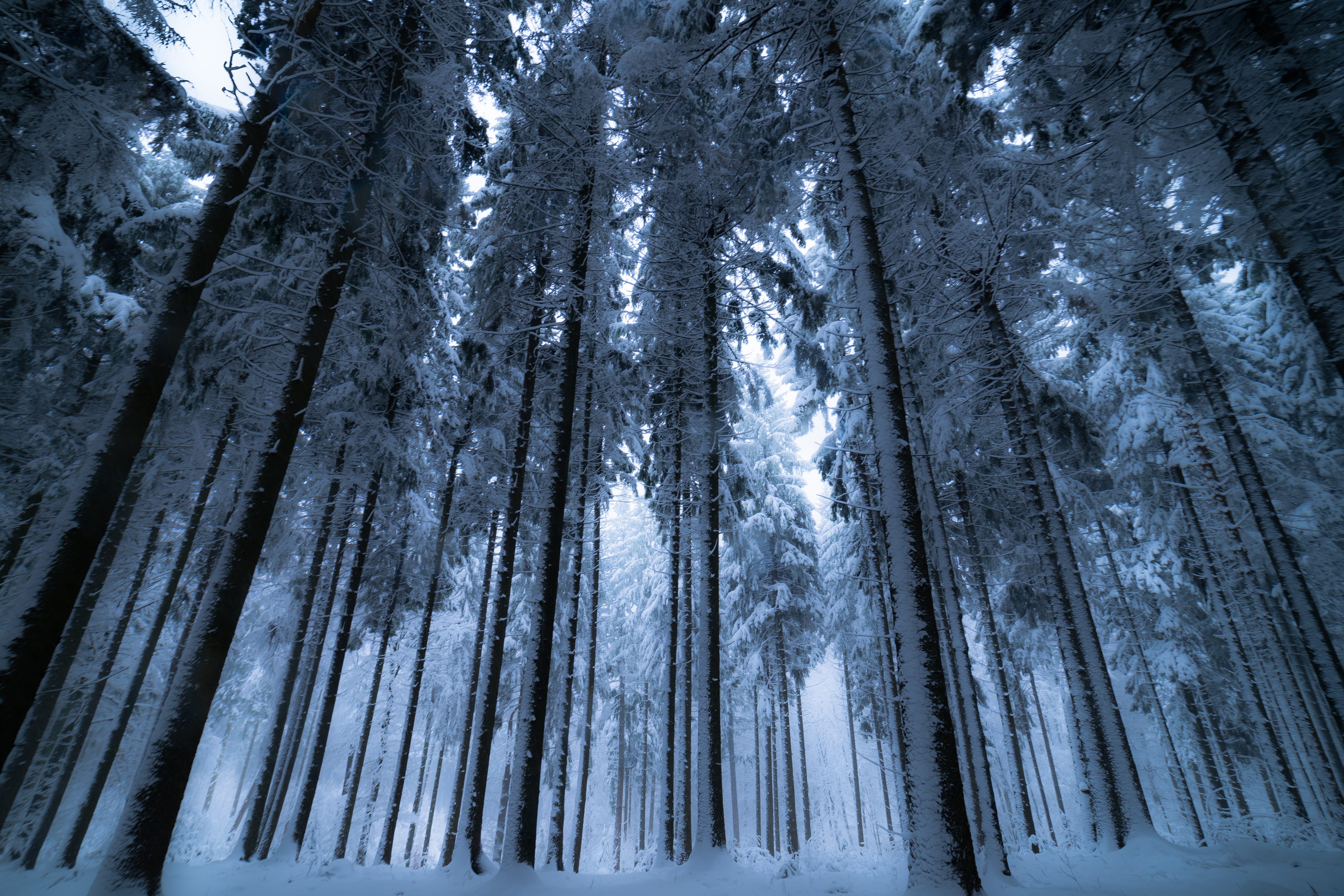 Download mobile wallpaper Winter, Nature, Snow, Forest, Earth, Trunk for free.