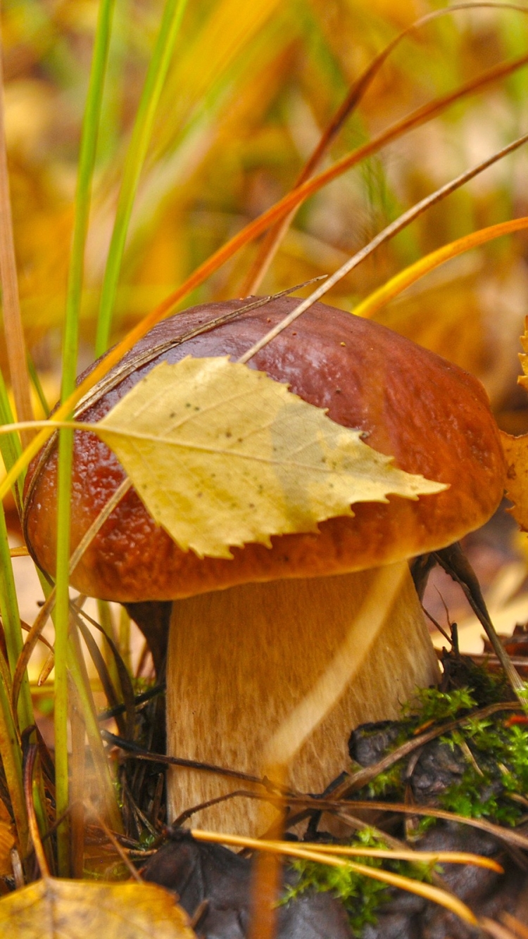 Handy-Wallpaper Pilz, Erde/natur kostenlos herunterladen.