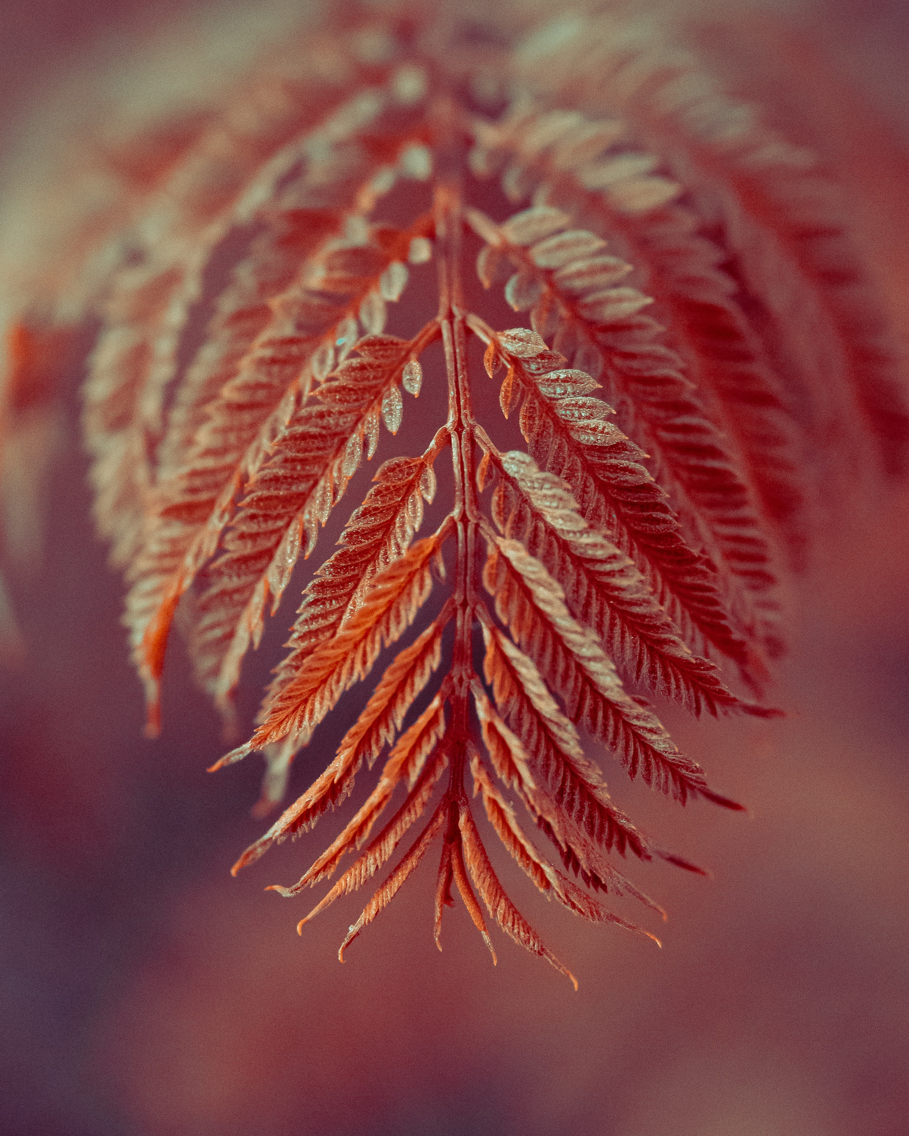 Download mobile wallpaper Macro, Branch, Leaves for free.