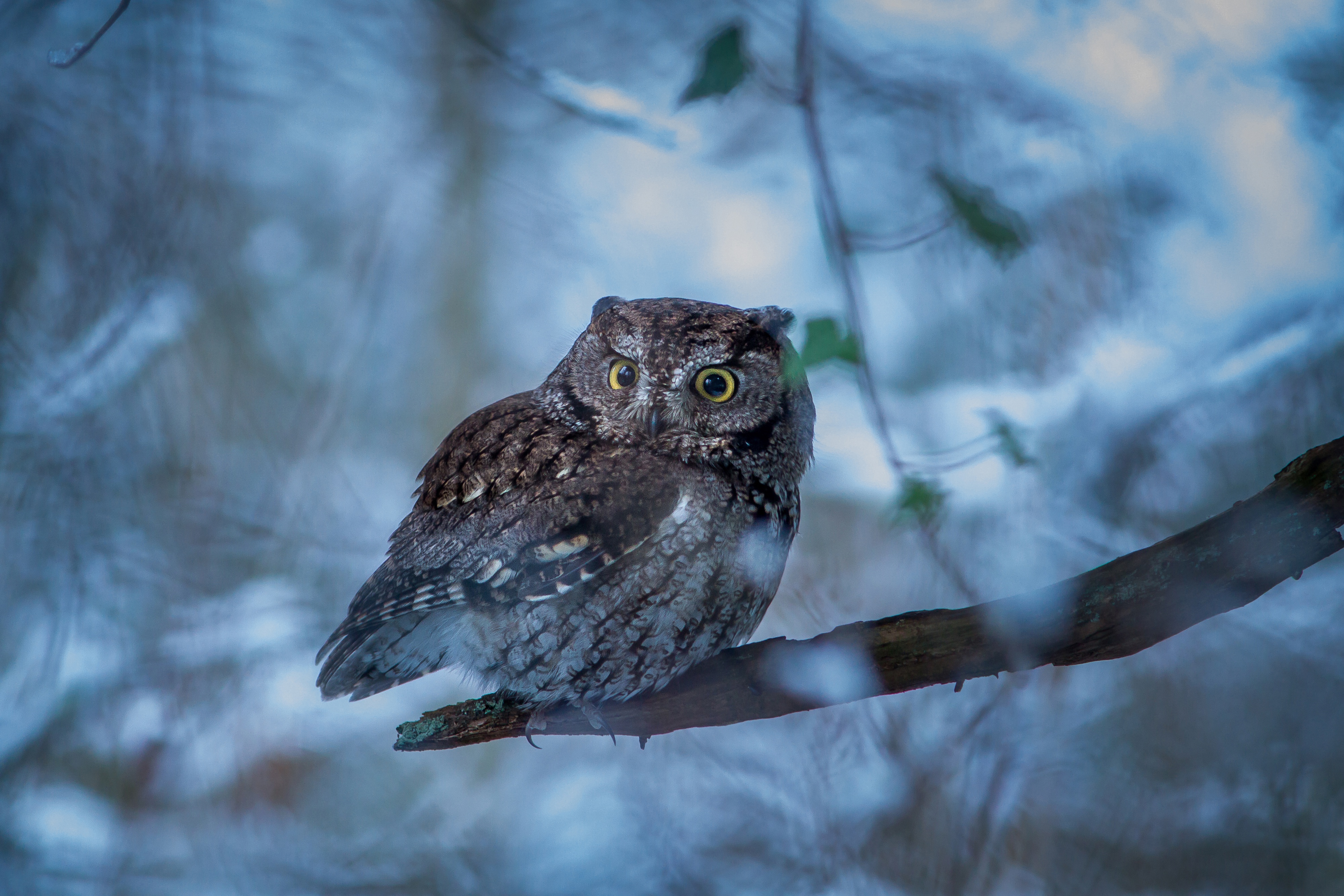 Téléchargez gratuitement l'image Animaux, Oiseau, Hibou, Des Oiseaux sur le bureau de votre PC