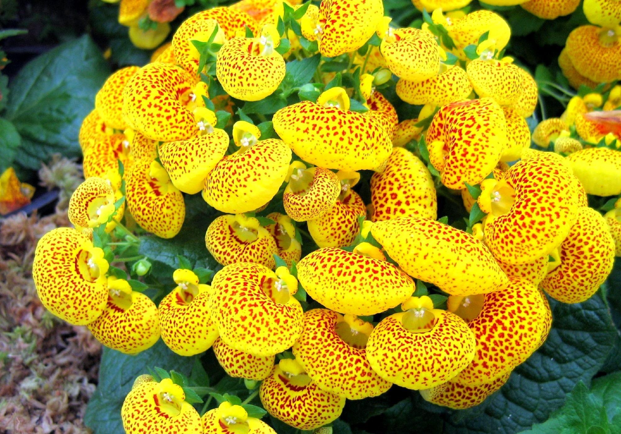 Free download wallpaper Flower, Bright, Spotted, Spotty, Calceolaria, Calceolary, Flowers on your PC desktop