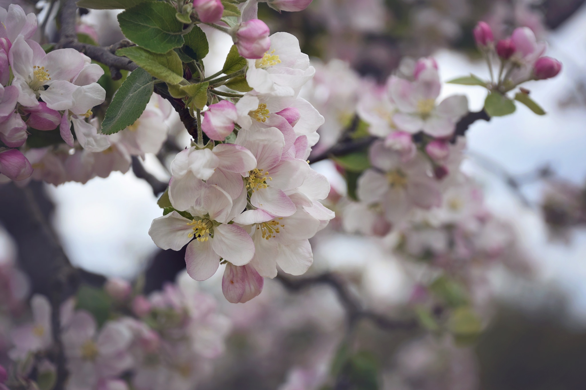 Скачати мобільні шпалери Природа, Квітка, Цвітіння, Земля, Весна, Біла Квітка, Флауерзи безкоштовно.