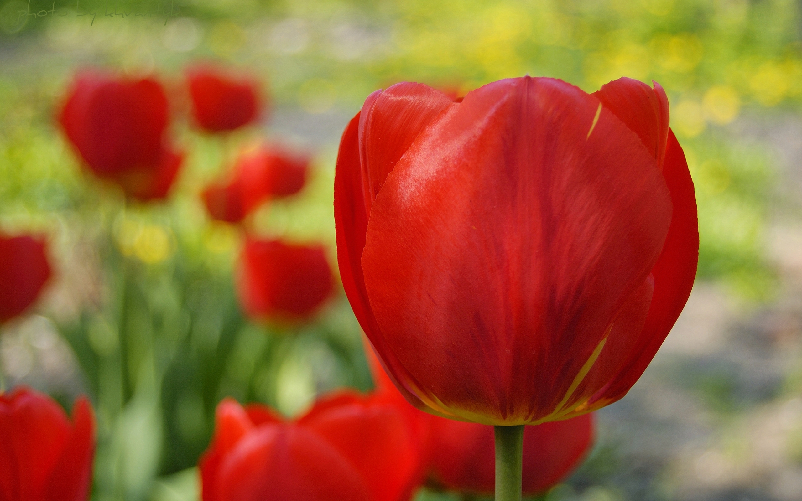 48599 baixar papel de parede plantas, flores, tulipas, vermelho - protetores de tela e imagens gratuitamente