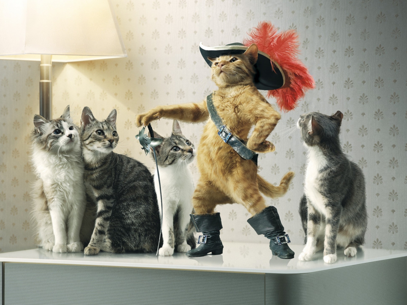 Laden Sie das Humor, Tiere, Katzen-Bild kostenlos auf Ihren PC-Desktop herunter