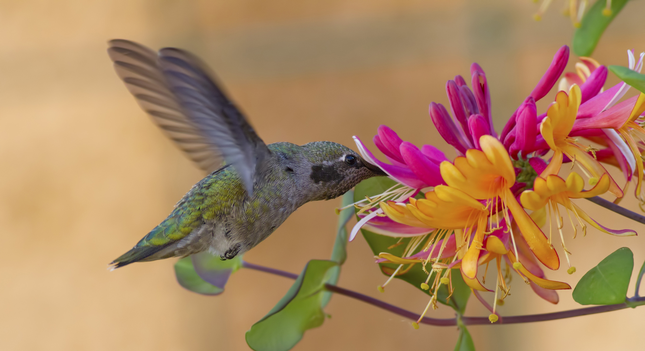PCデスクトップに動物, 鳥, 花, ハチドリ画像を無料でダウンロード