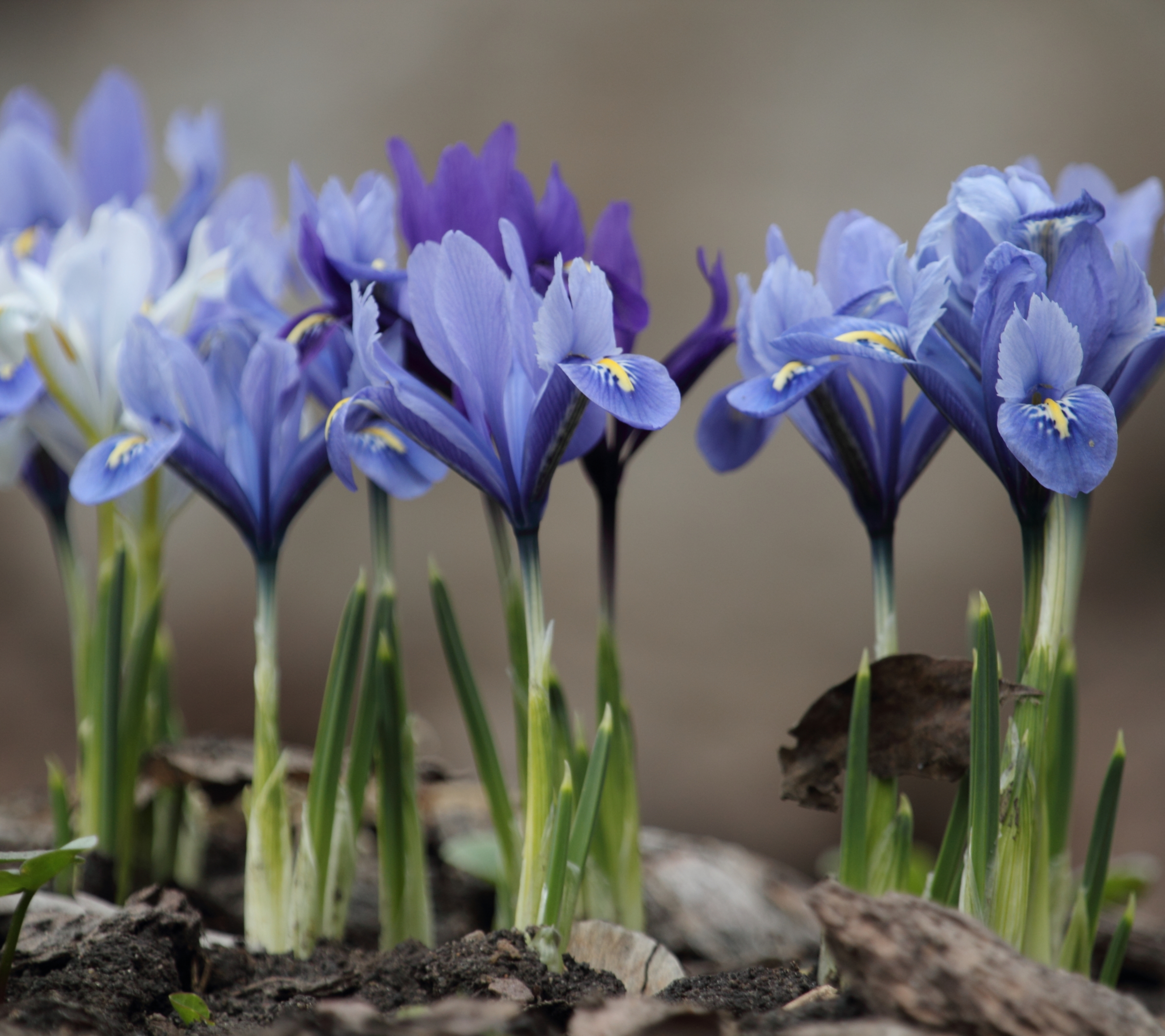 Descarga gratuita de fondo de pantalla para móvil de Naturaleza, Flores, Flor, Primavera, Flor Purpura, Tierra/naturaleza.