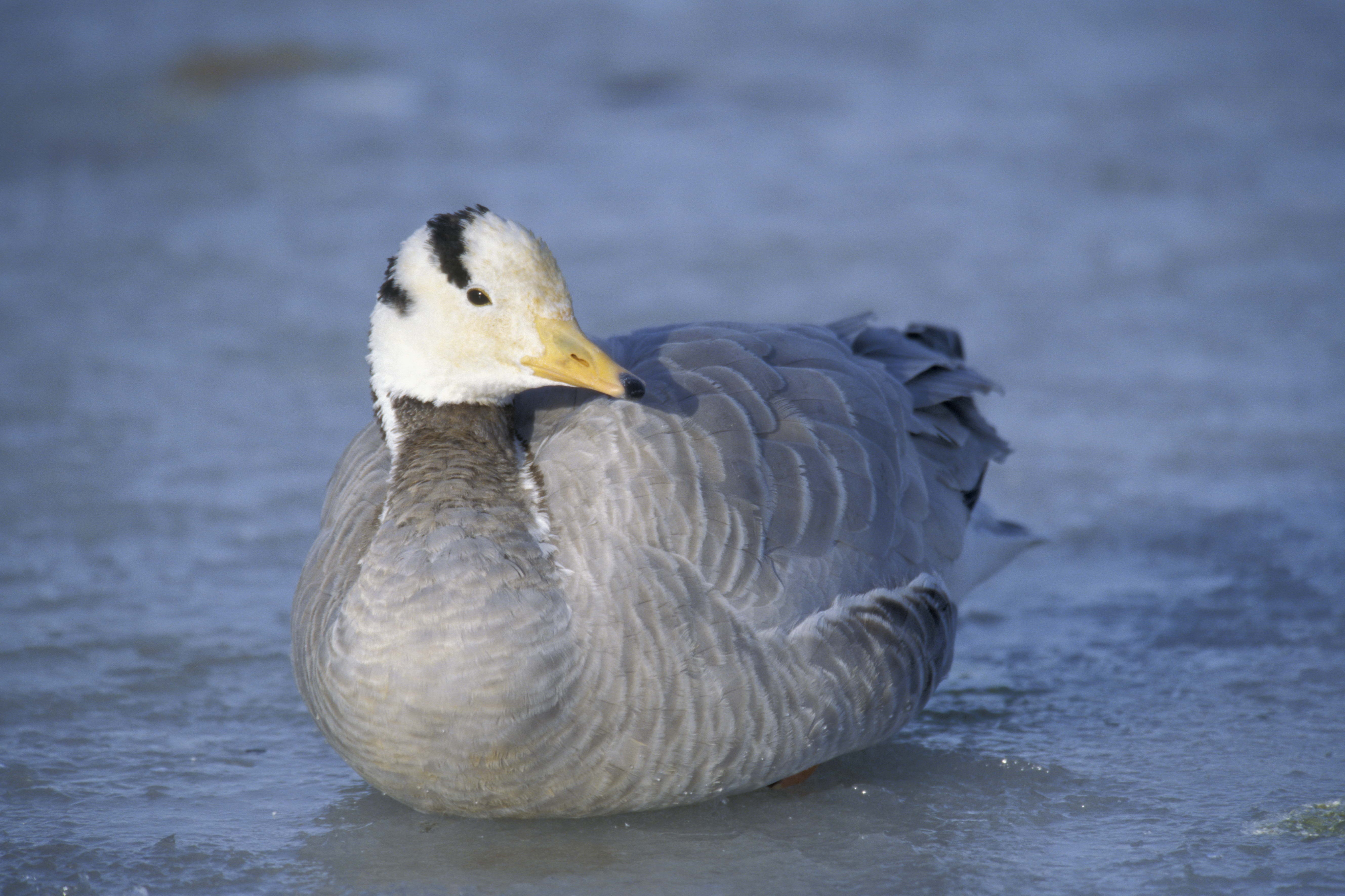 Laden Sie das Tiere, Feder, Vogel, Ente, Winter-Bild kostenlos auf Ihren PC-Desktop herunter