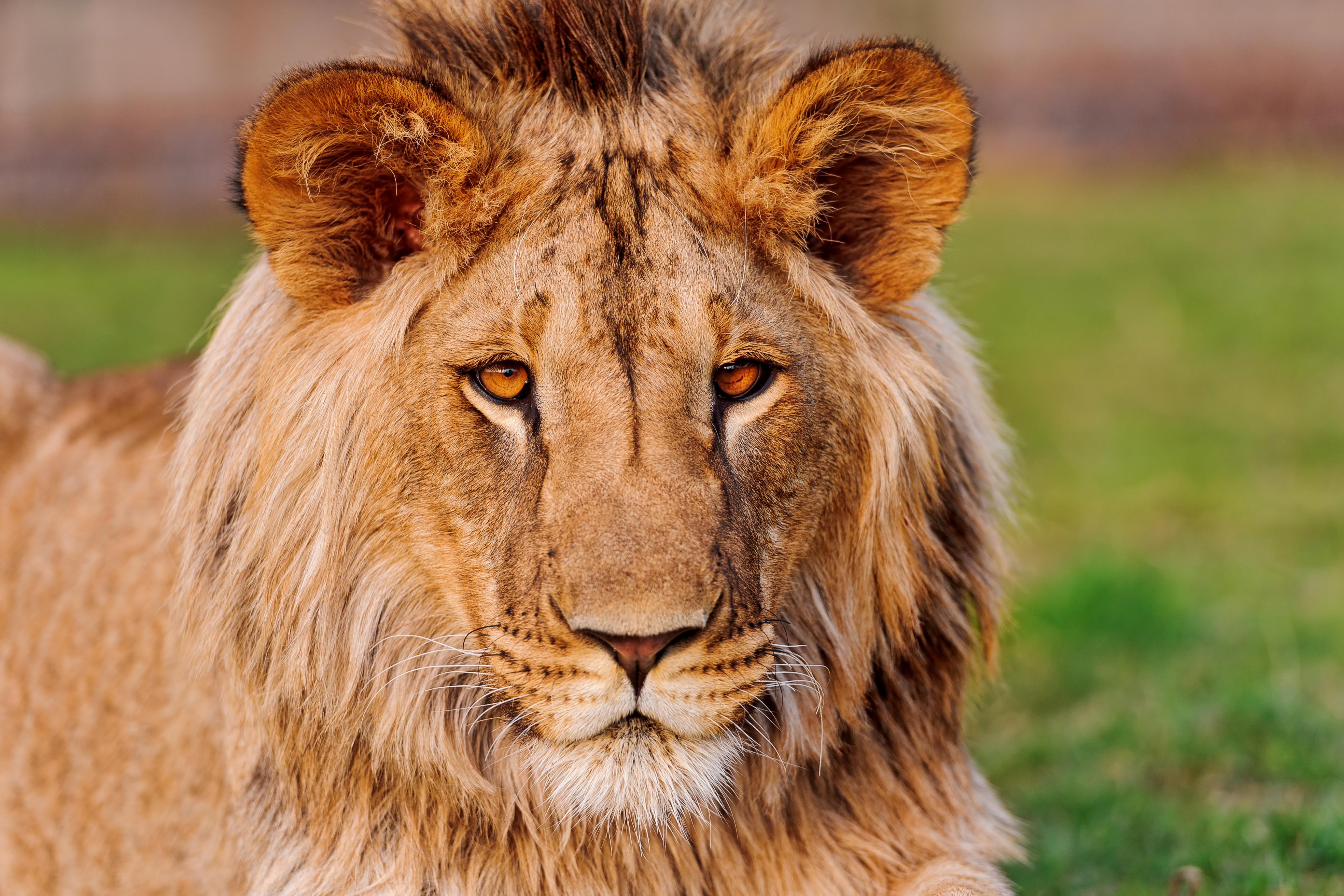 337080 descargar imagen animales, león, mirar fijamente, gatos: fondos de pantalla y protectores de pantalla gratis