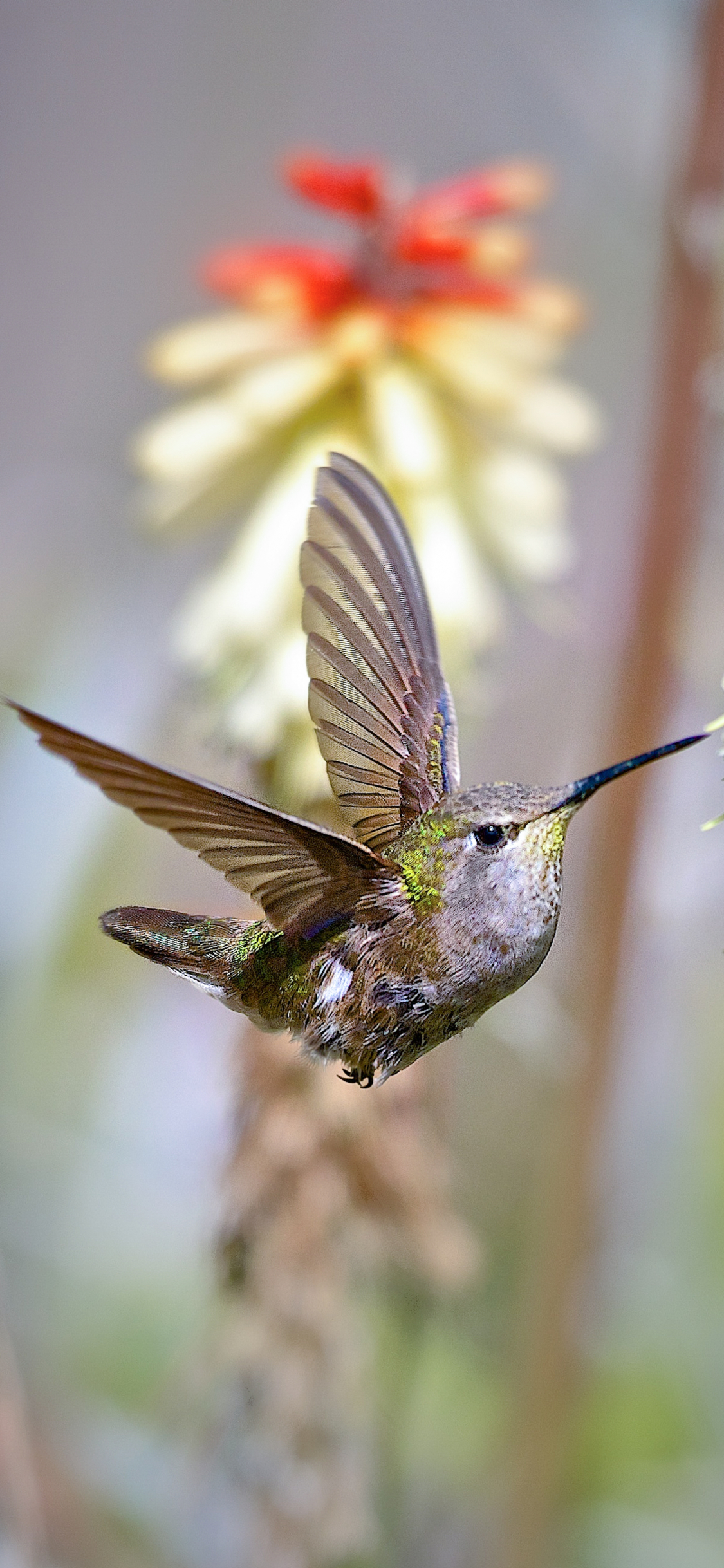 Handy-Wallpaper Tiere, Vögel, Flug, Kolibri kostenlos herunterladen.