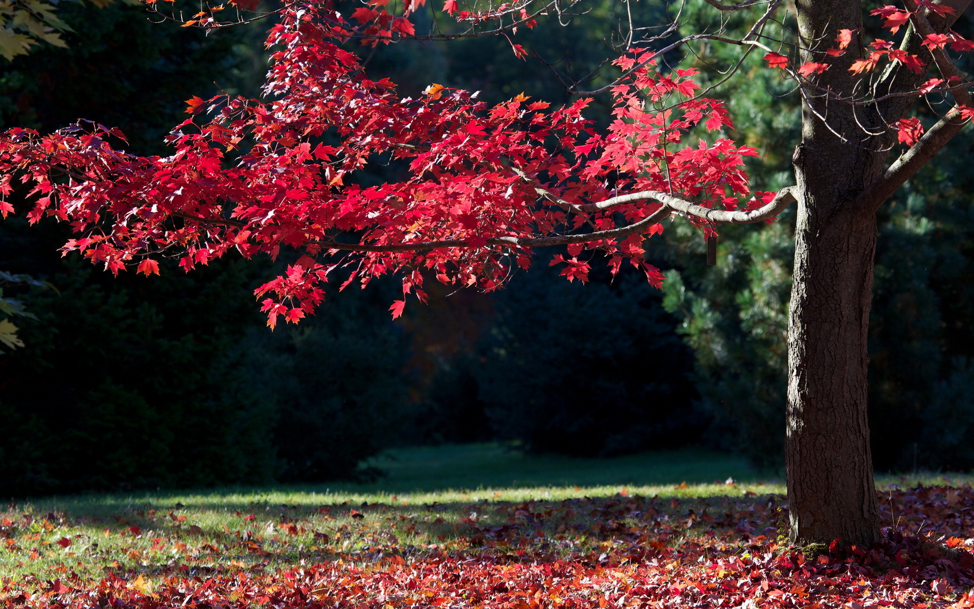 Free download wallpaper Trees, Tree, Earth on your PC desktop