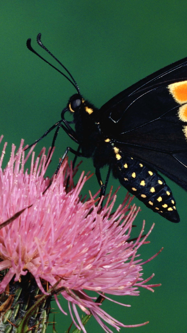 Descarga gratuita de fondo de pantalla para móvil de Animales, Mariposa.