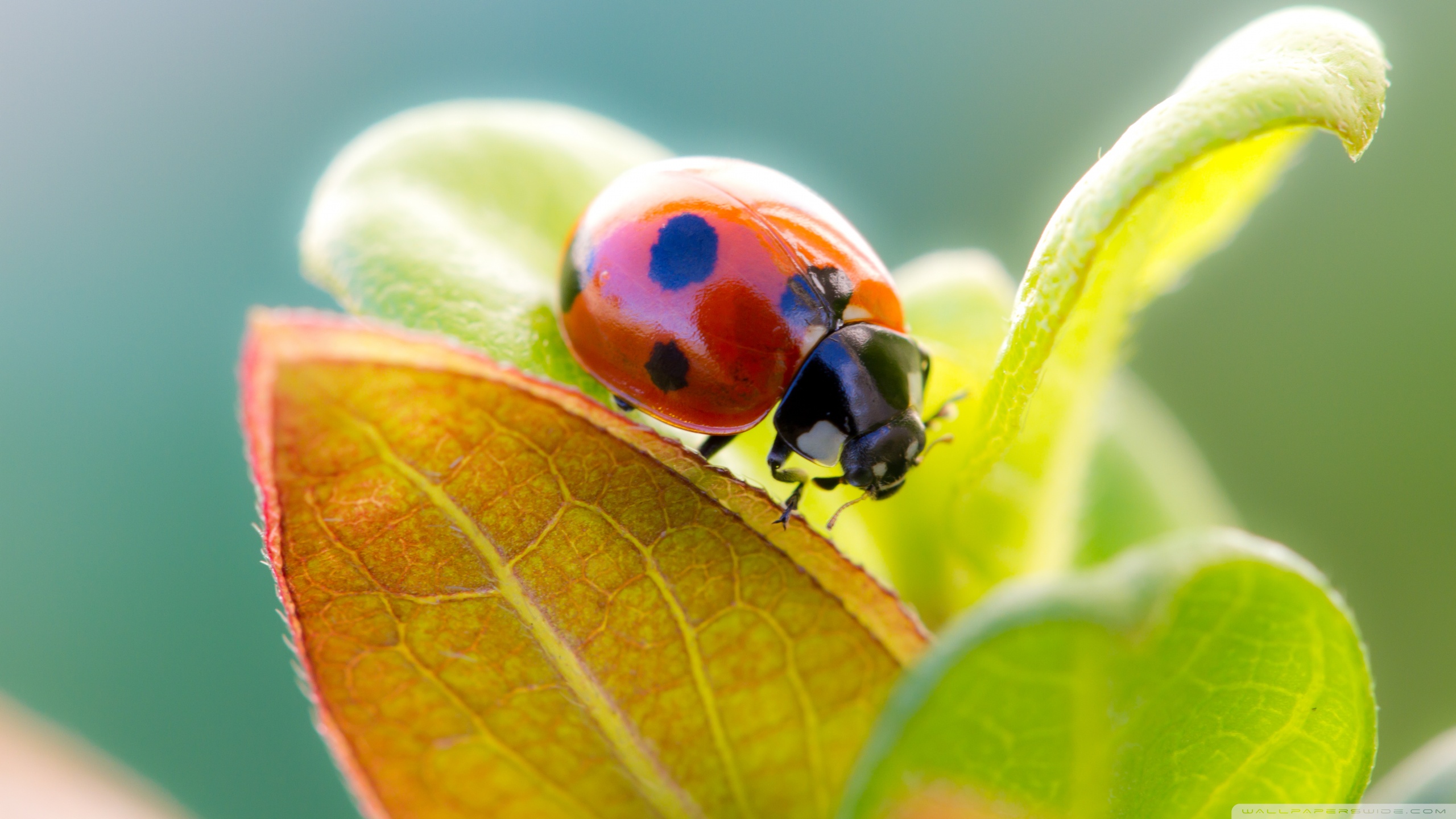 Descarga gratuita de fondo de pantalla para móvil de Animales, Mariquita.